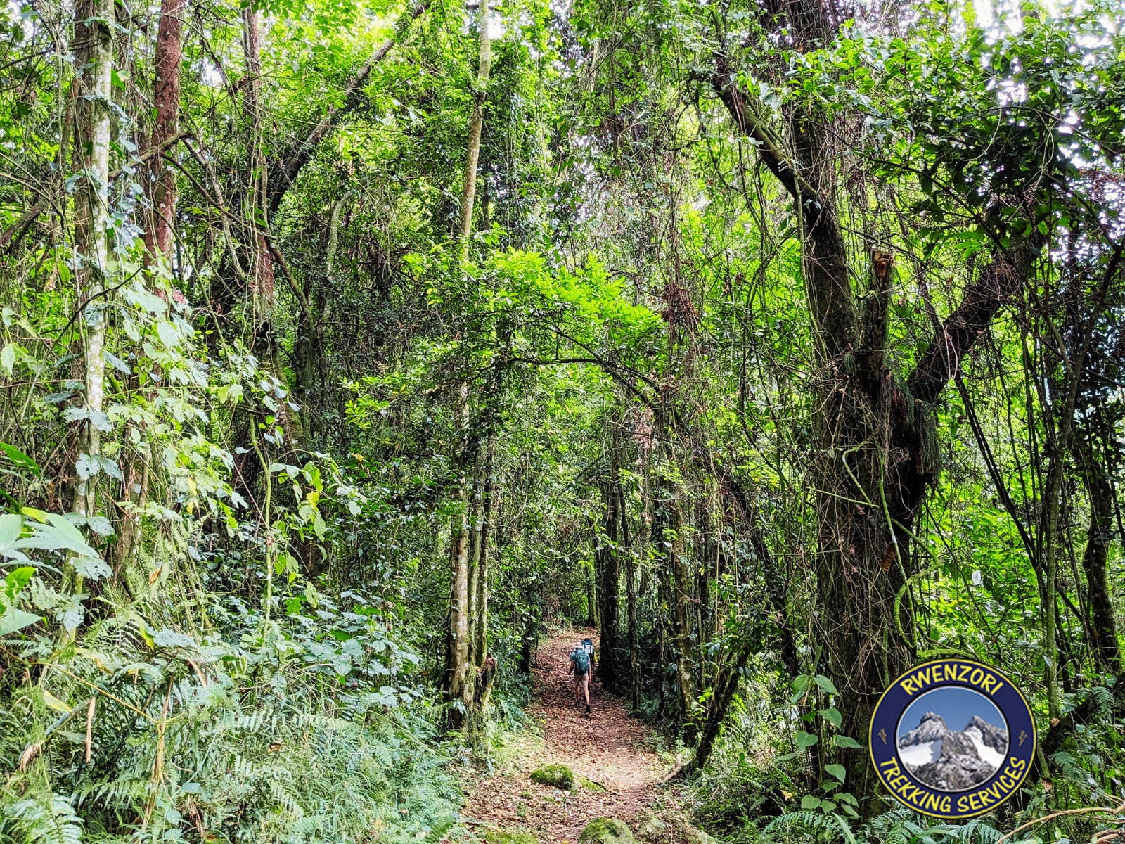 Afro montane forest on the lower Rwenzori trail