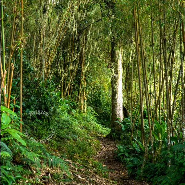 Bamboo zone on the Rwenzori trail toward Hunwick's Camp