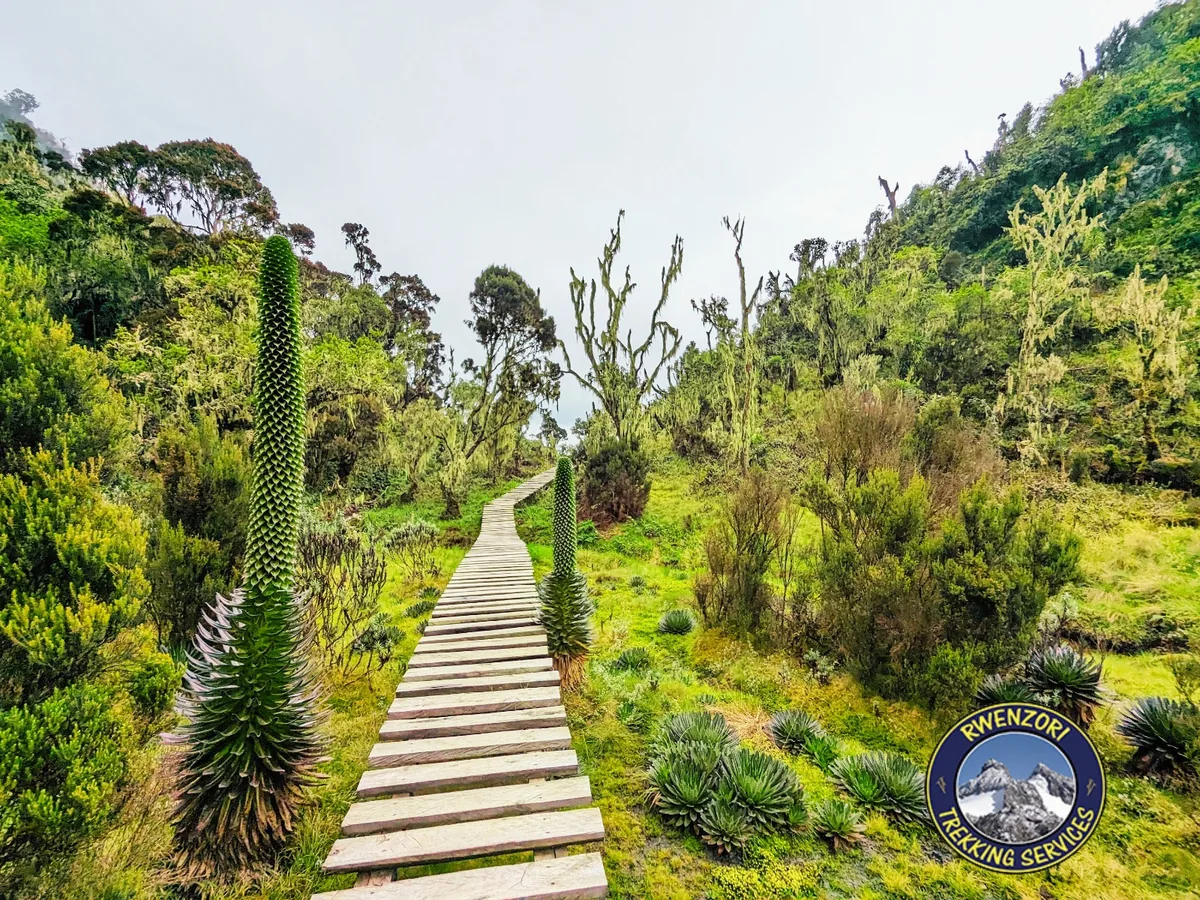 Nyamwamba Valley descent toward Rwenzori basecamp