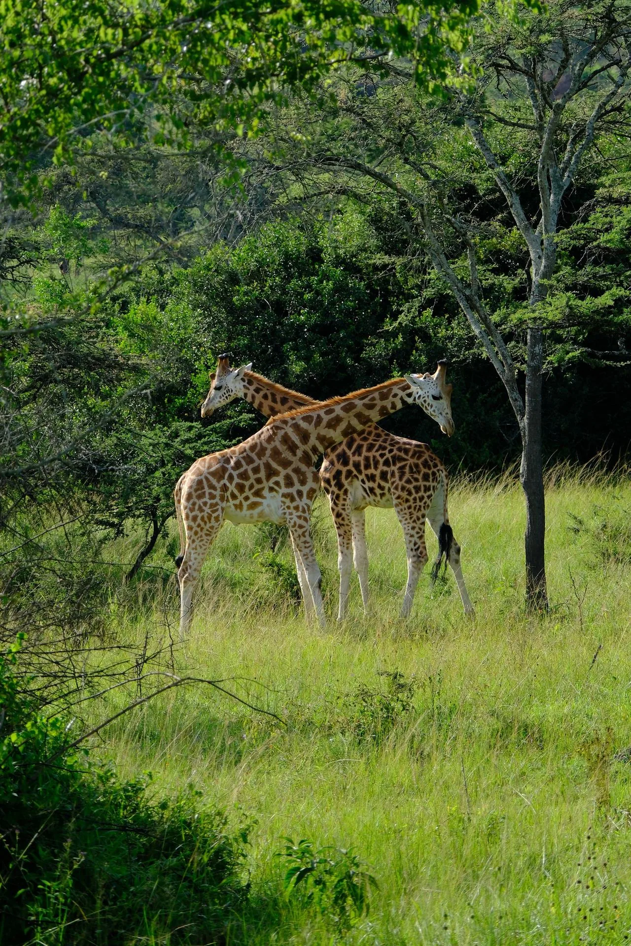 zebra in Lake Mburo