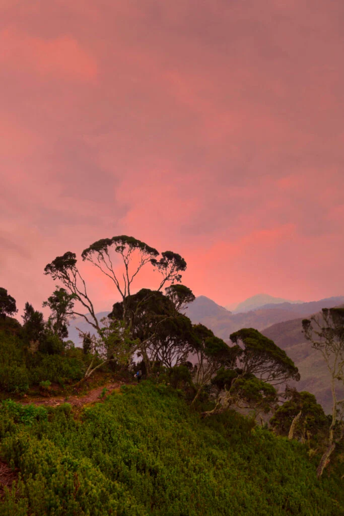 Rwenzori Mountains of the Moon trail landscape