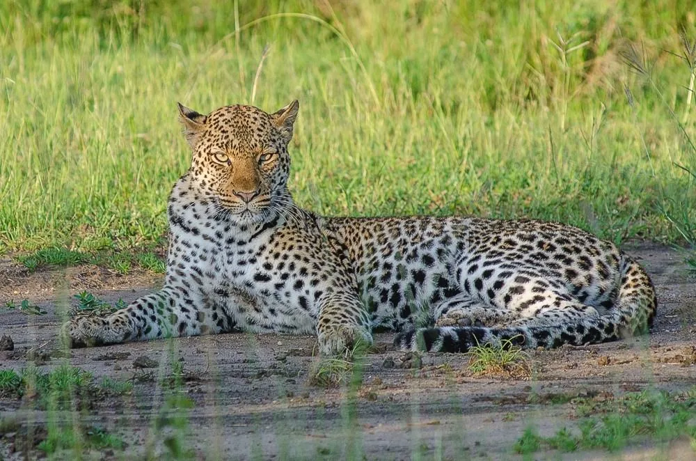 Leopard resting beside a waterhole in Queen Elizabeth National Park