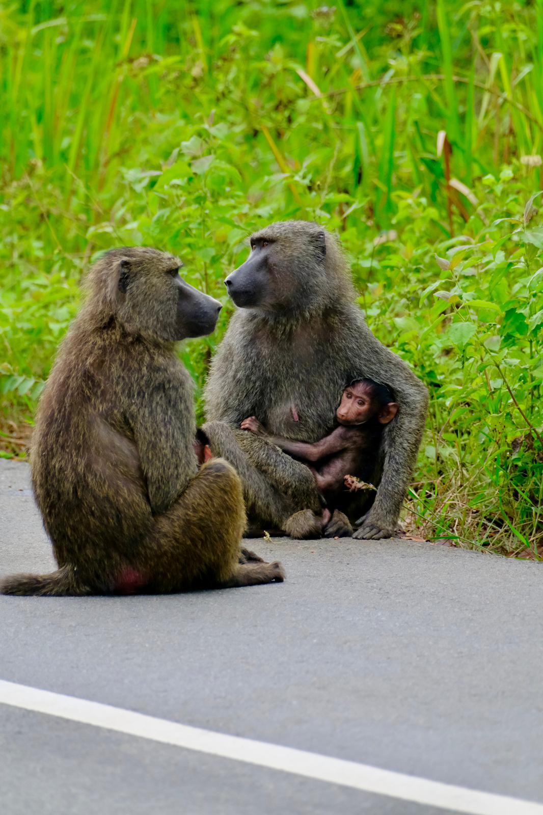Baboon on the road