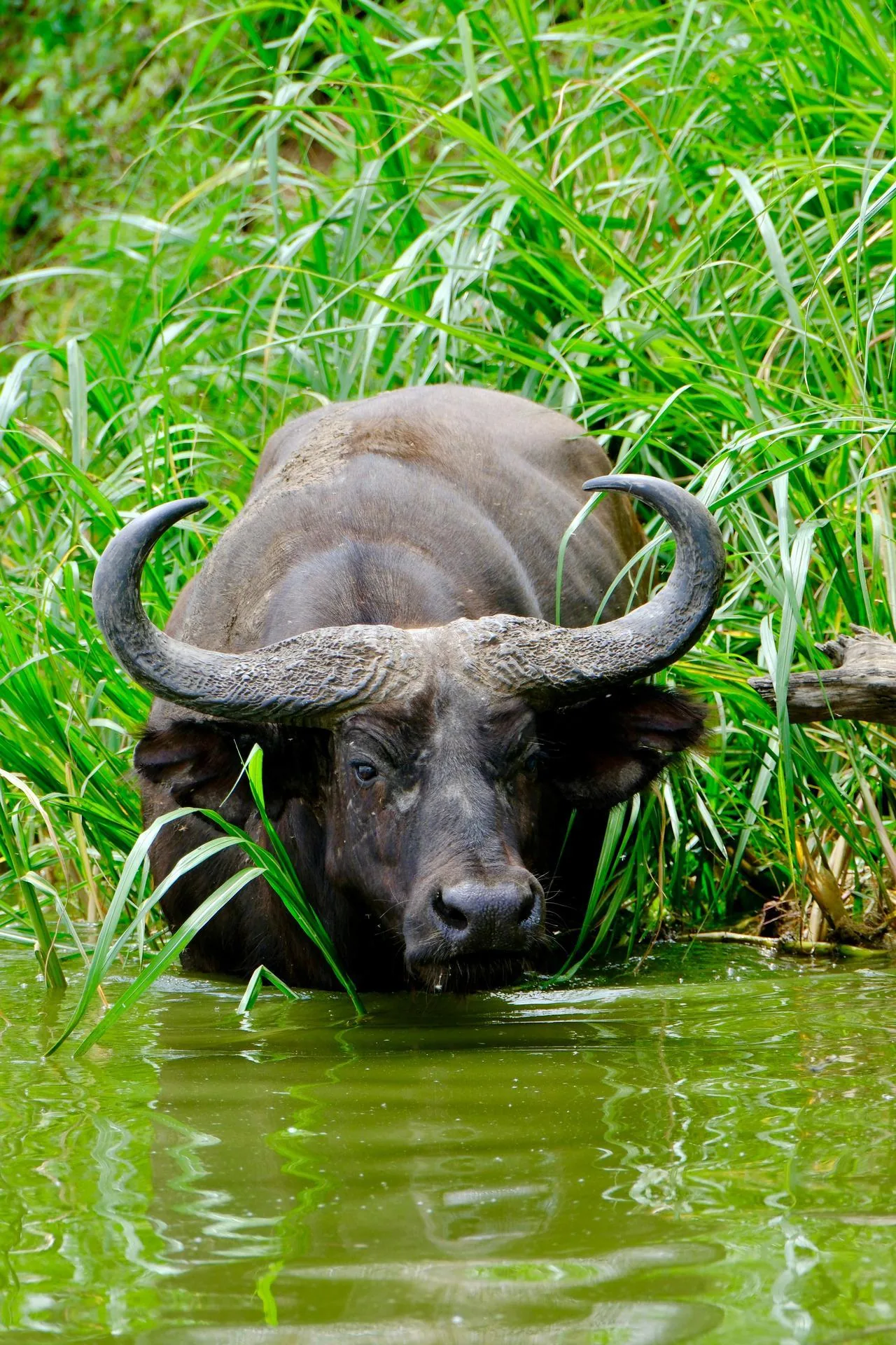 Buffalo in Queen Elizabeth National Park during a Uganda wildlife safari