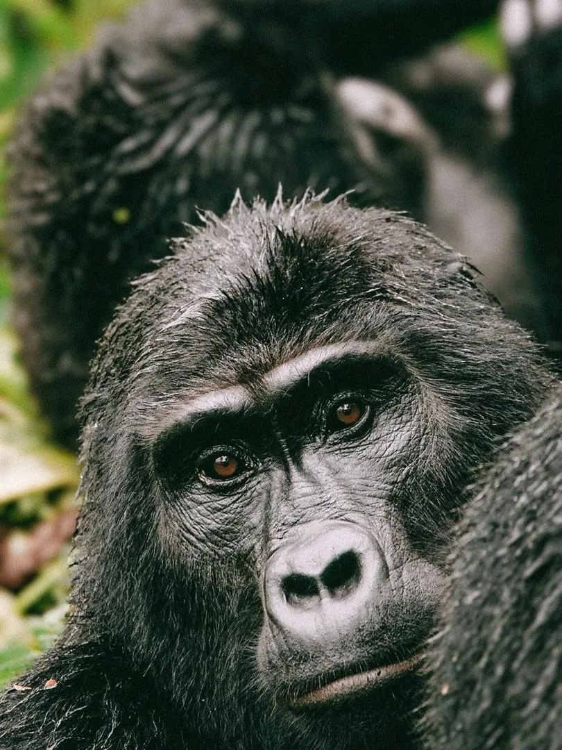 Mountain gorilla in Bwindi forest