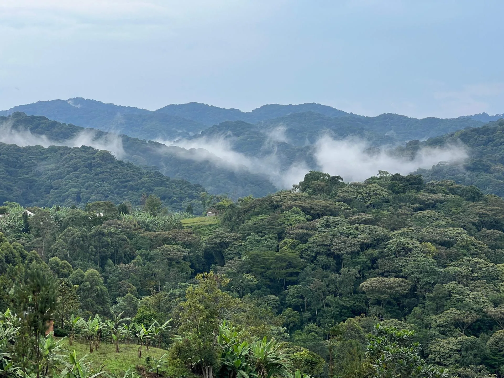 Forest landscape in Bwindi Impenetrable National Park