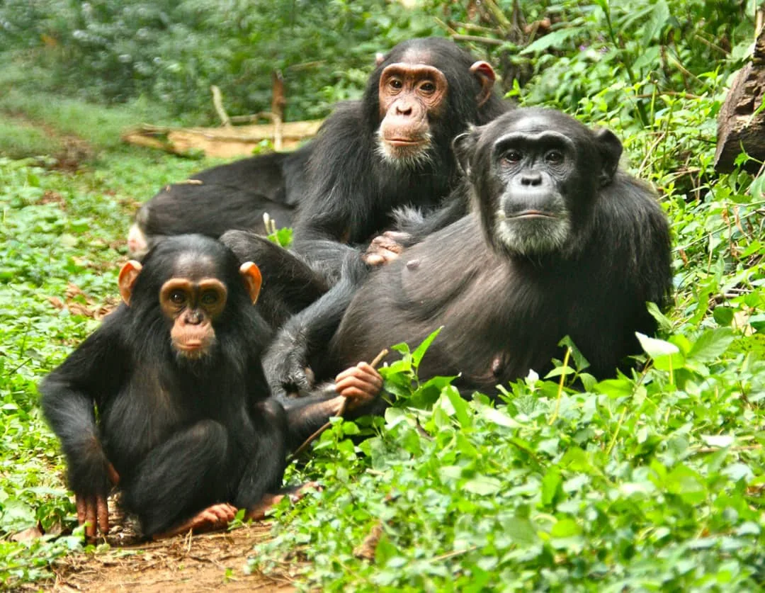 Chimpanzee in western Uganda forest habitat