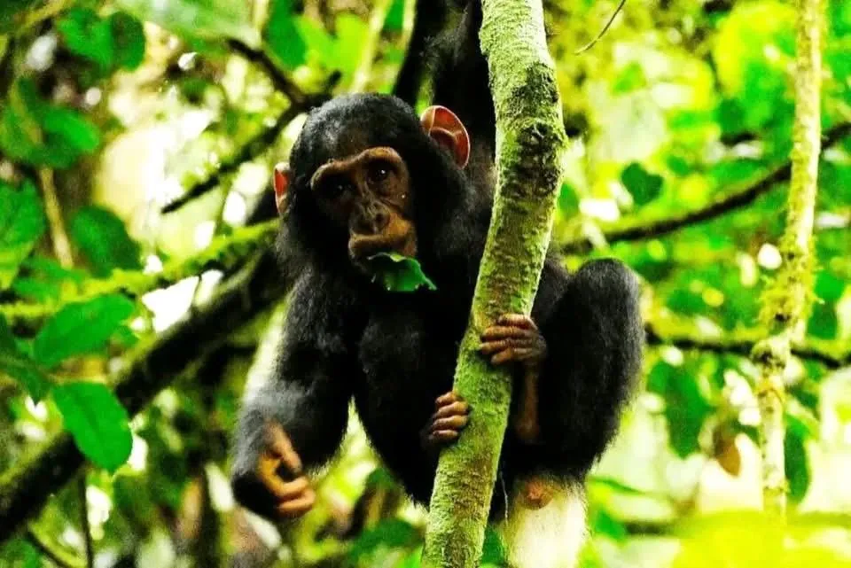 Female chimpanzee in Uganda