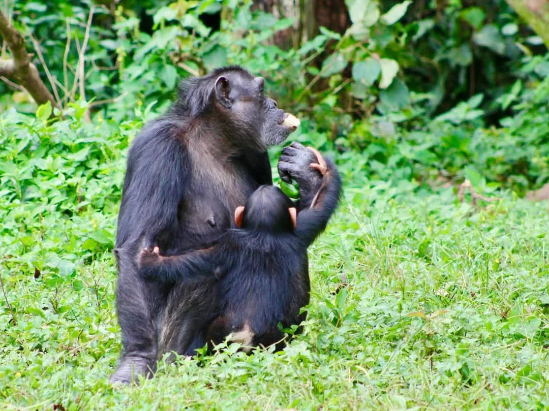 Female chimpanzee in Uganda