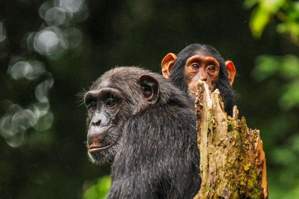 Mother chimpanzee holding her infant