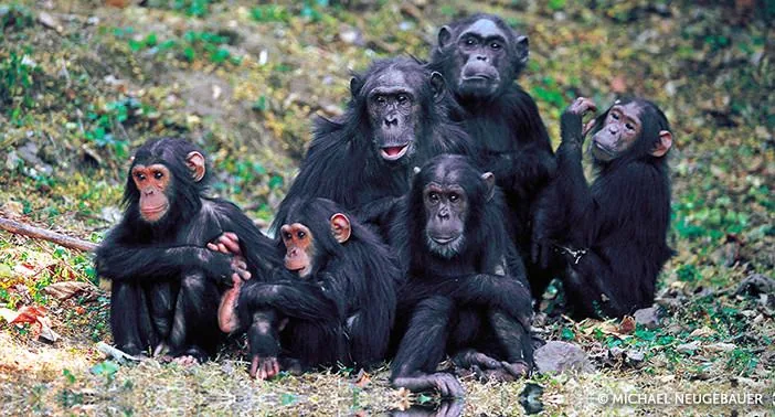 Day 6 chimpanzee tracking