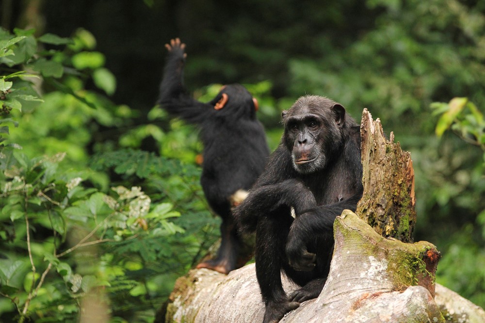 Chimpanzee tracking experience in Kibale Forest during a Uganda family safari