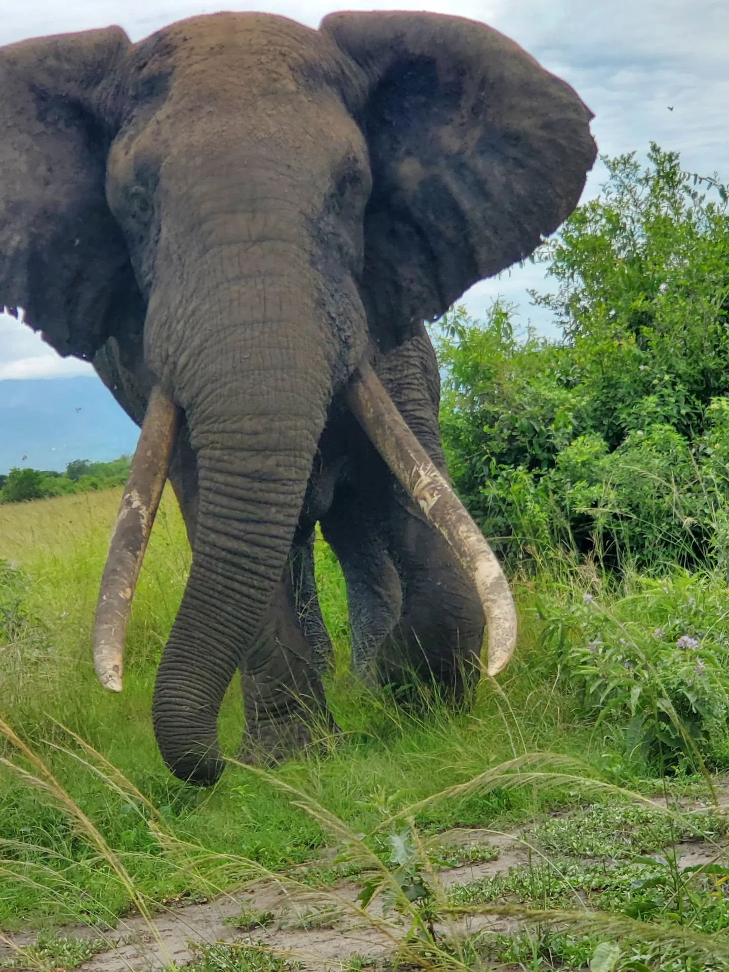 Kazinga Channel boat safari during a family wildlife trip in Uganda