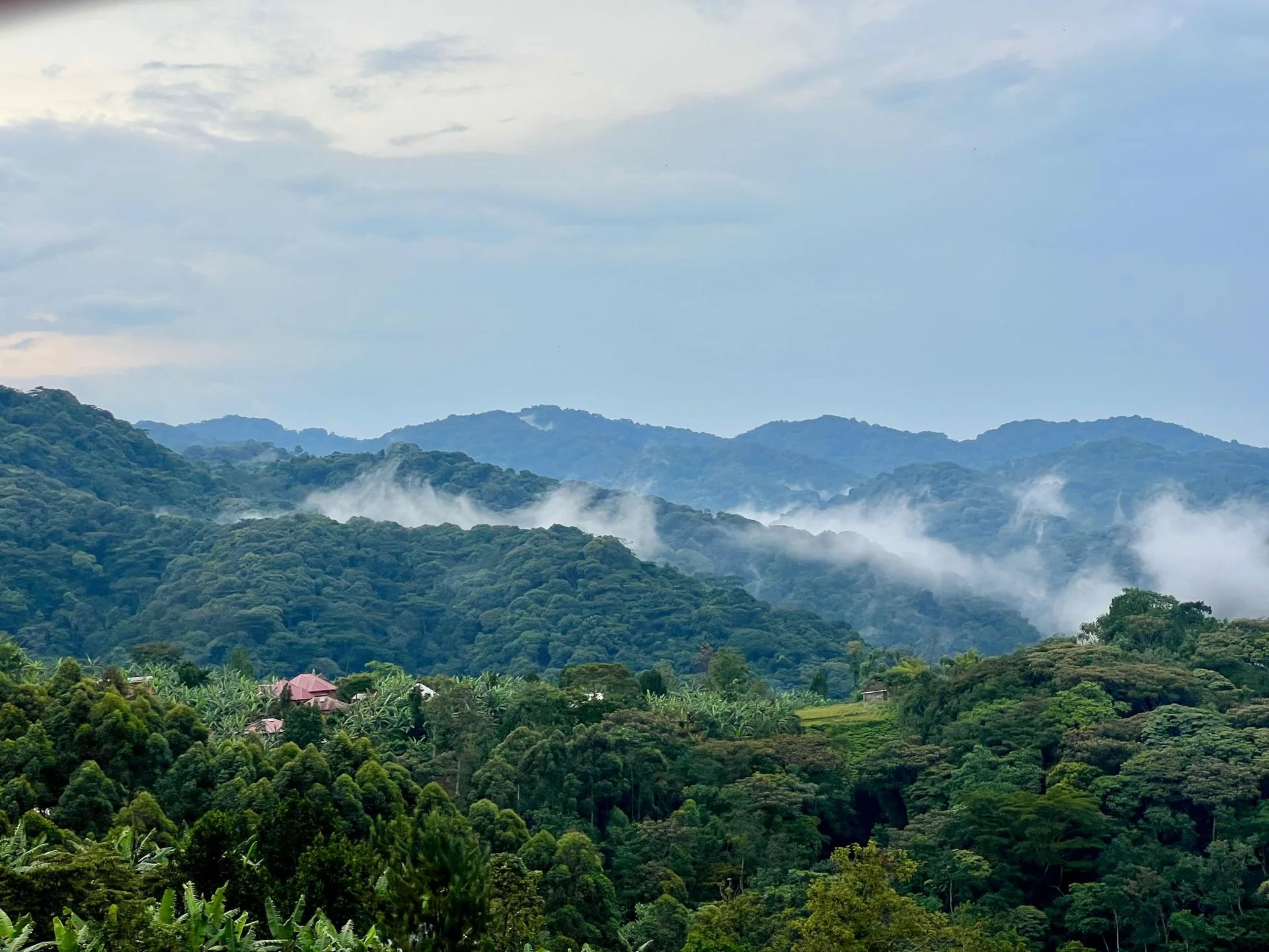 Dense tropical forest habitat in western Uganda