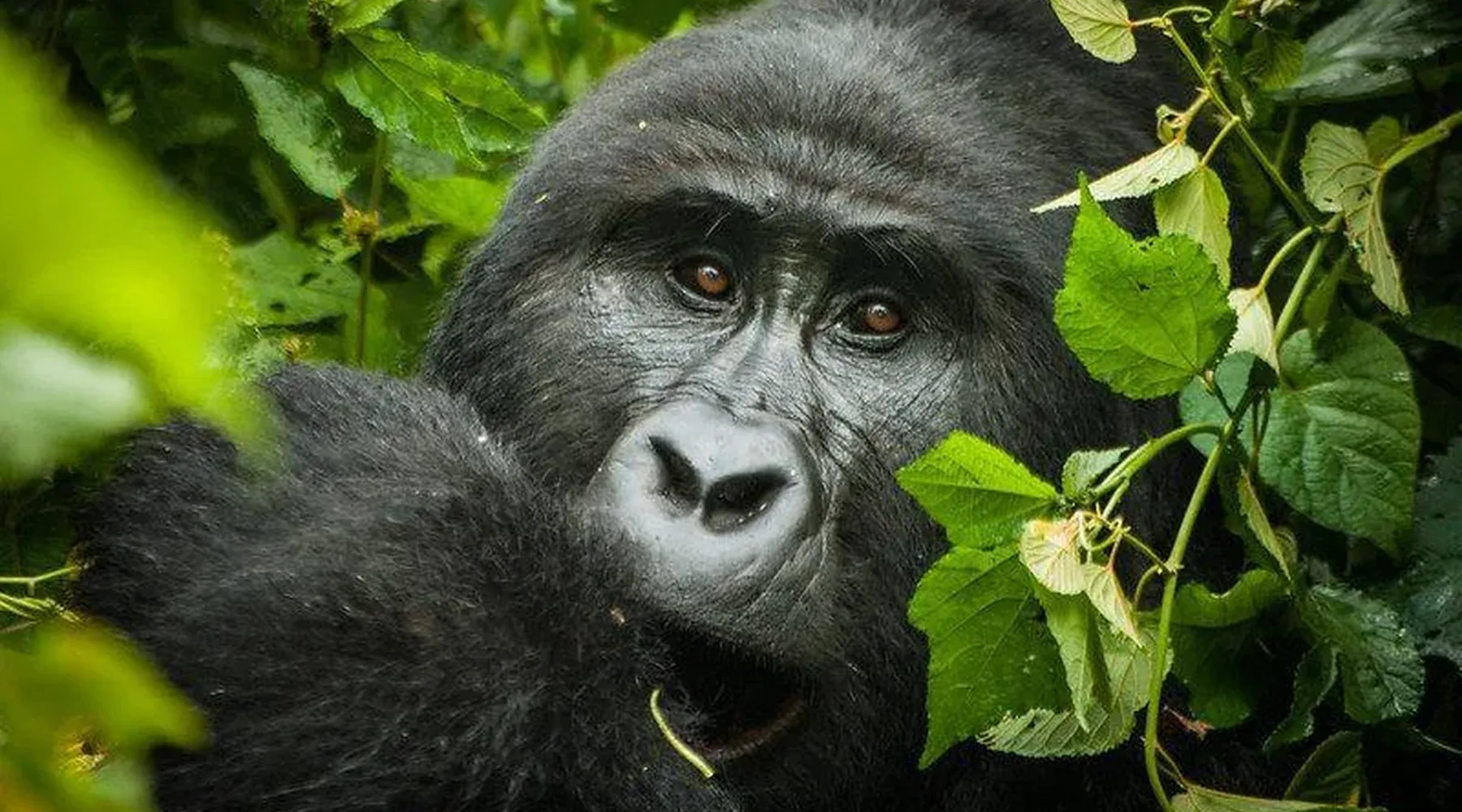 Guided gorilla trekking moment in Bwindi forest