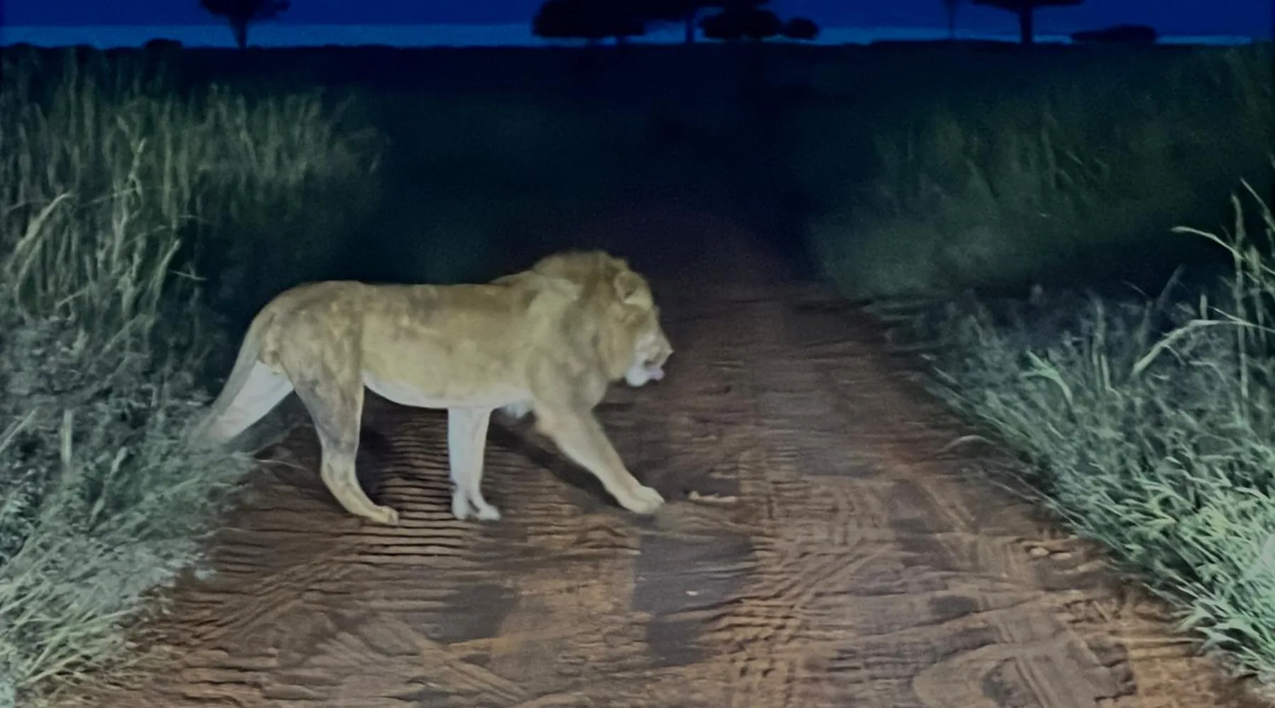 Night safari in Murchison Falls National Park