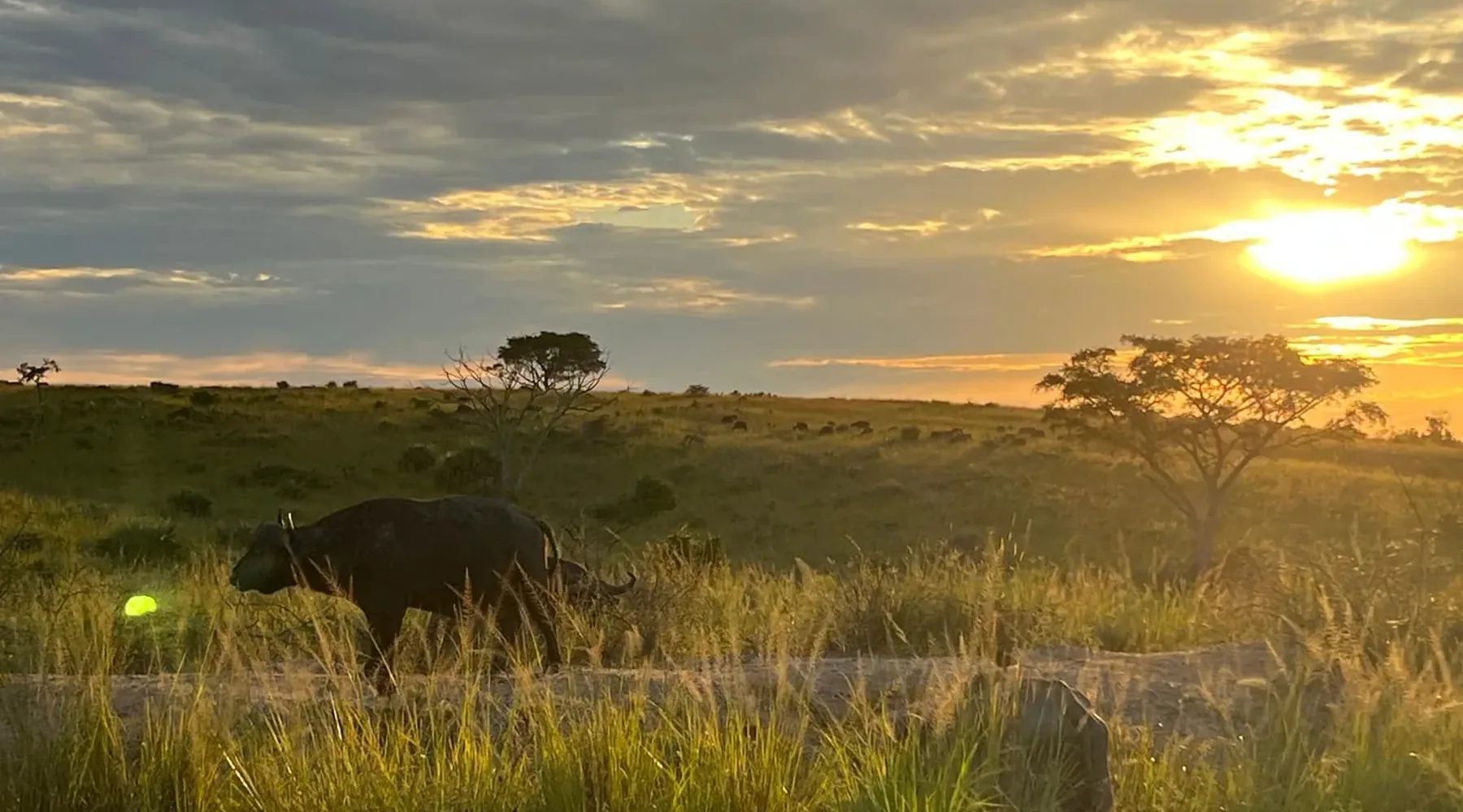 Uganda safari wilderness scene