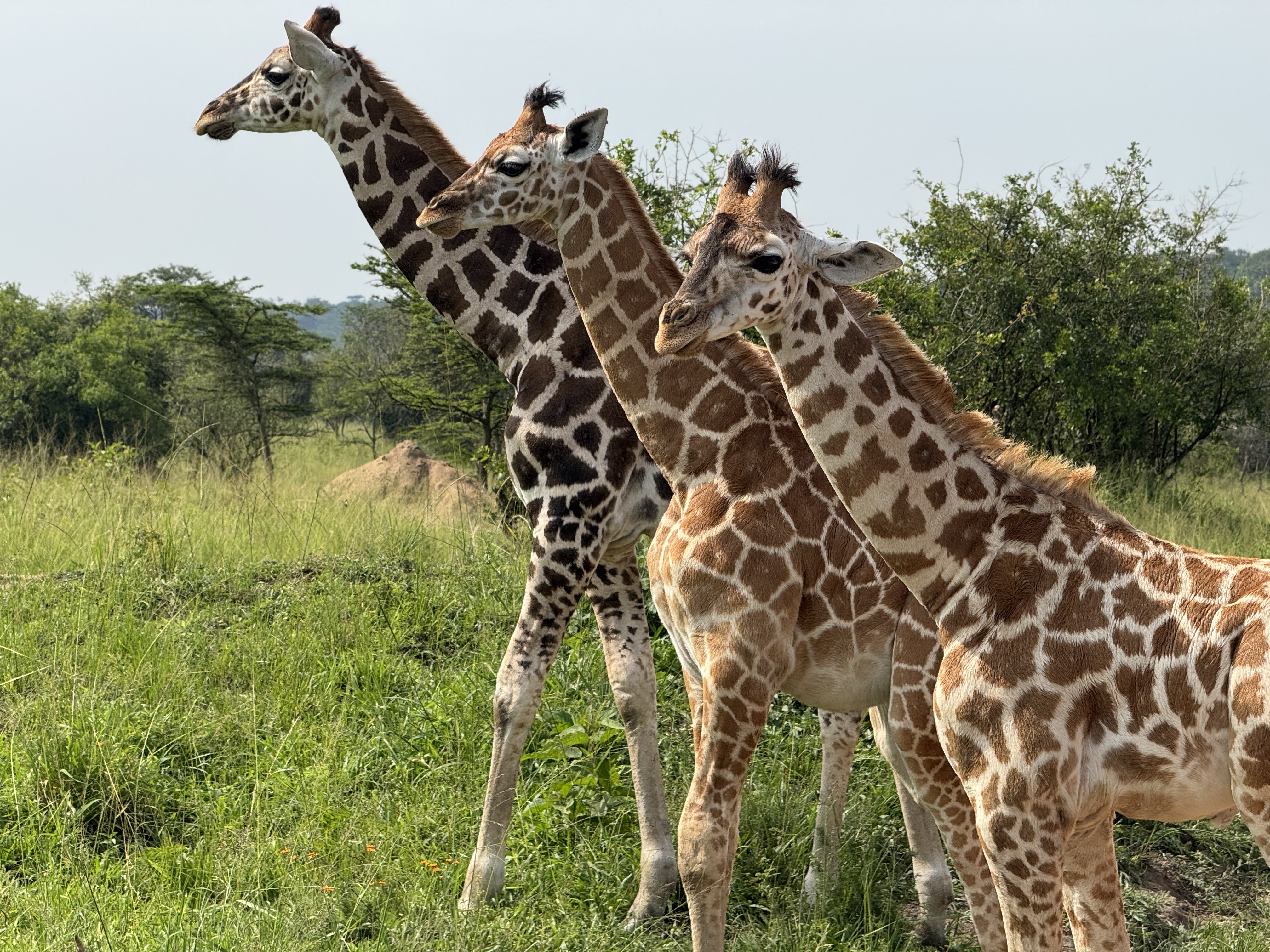 Day 4 continued game drives