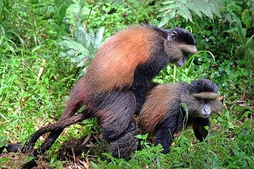 Golden monkey in Mgahinga bamboo forest