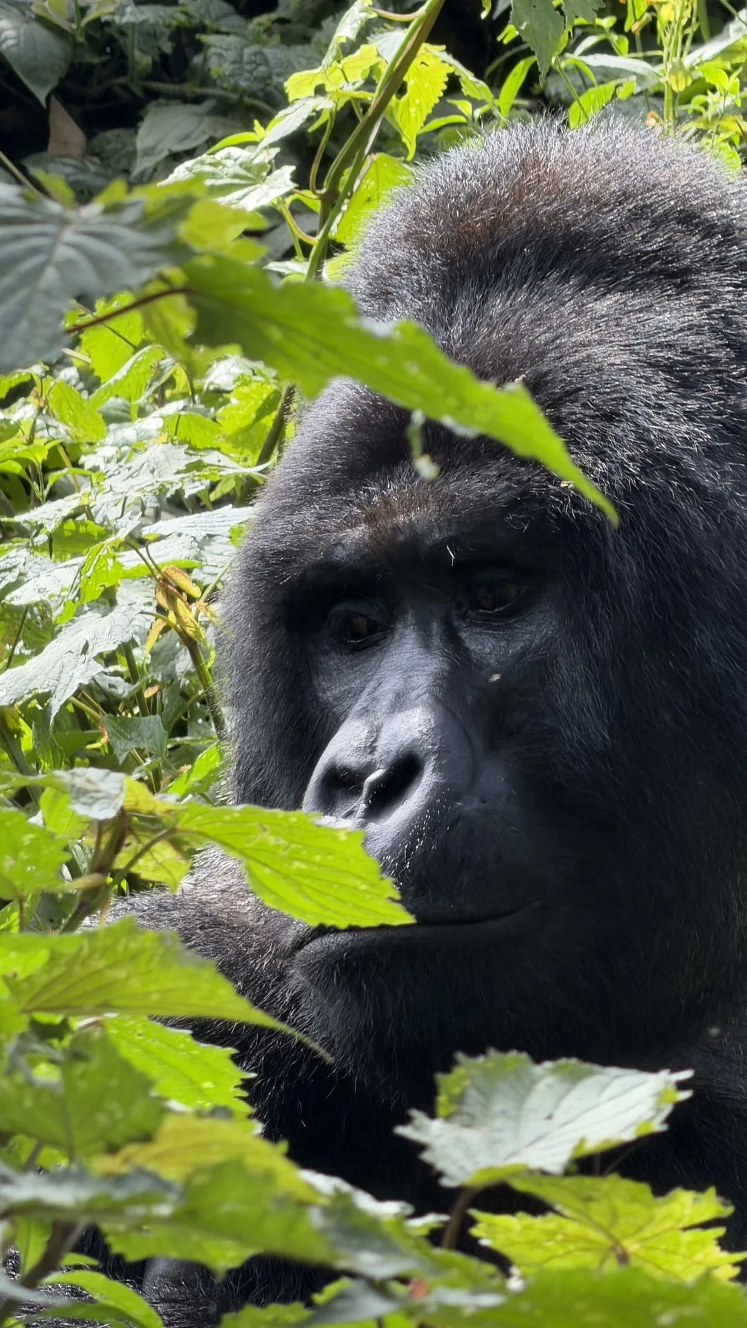 Mountain gorilla family in Bwindi forest