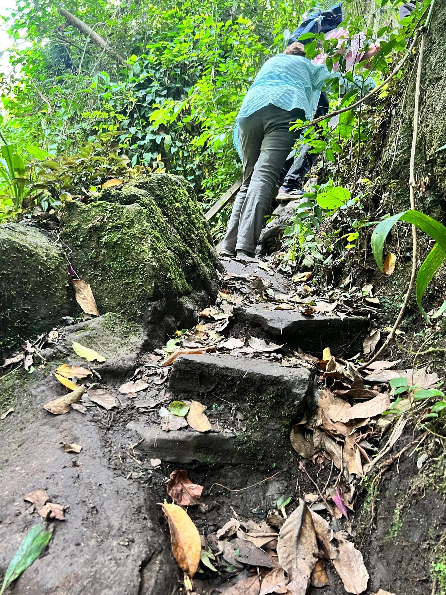 Rwenzori hiking trail