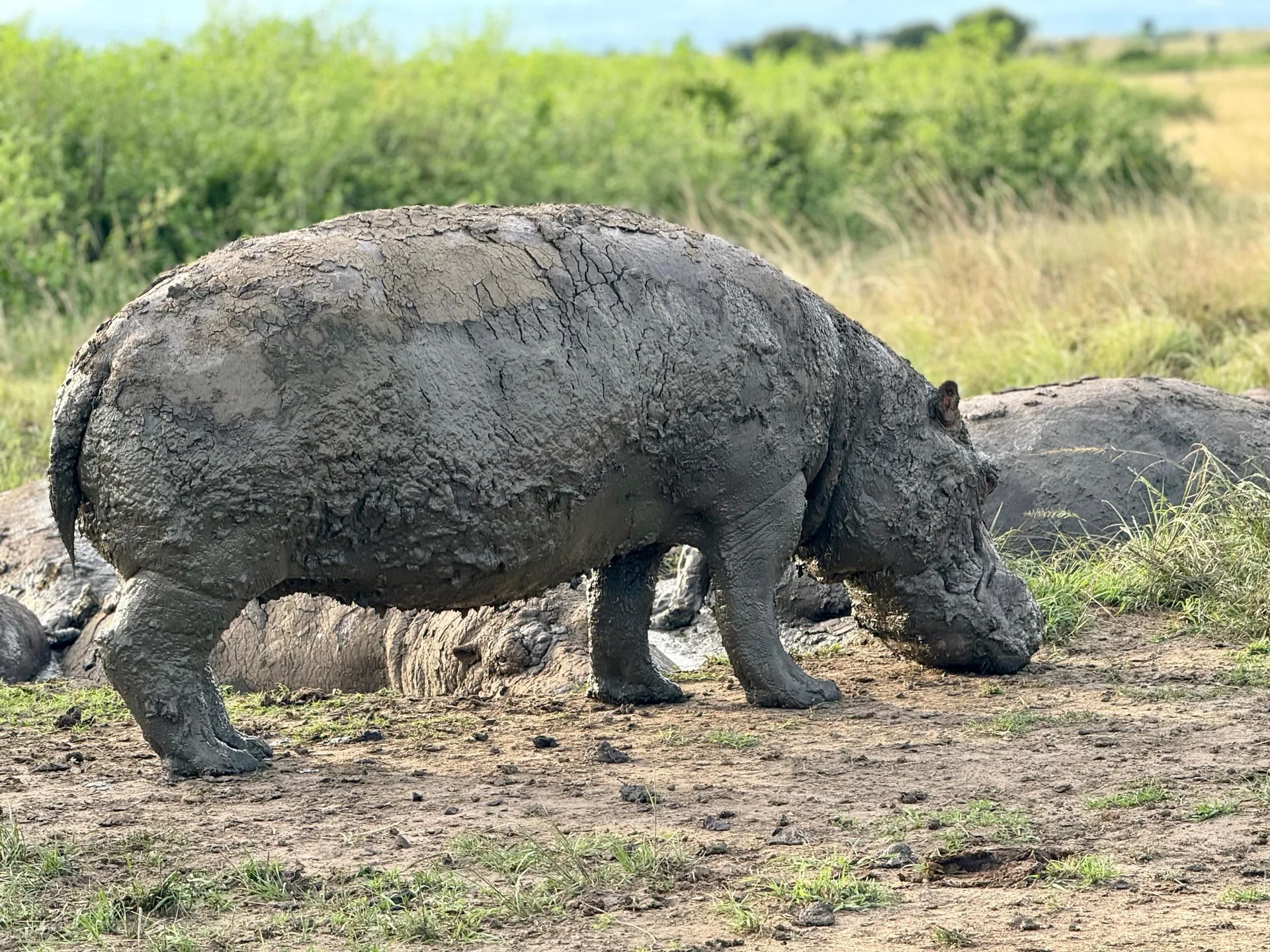 Queen Elizabeth National Park