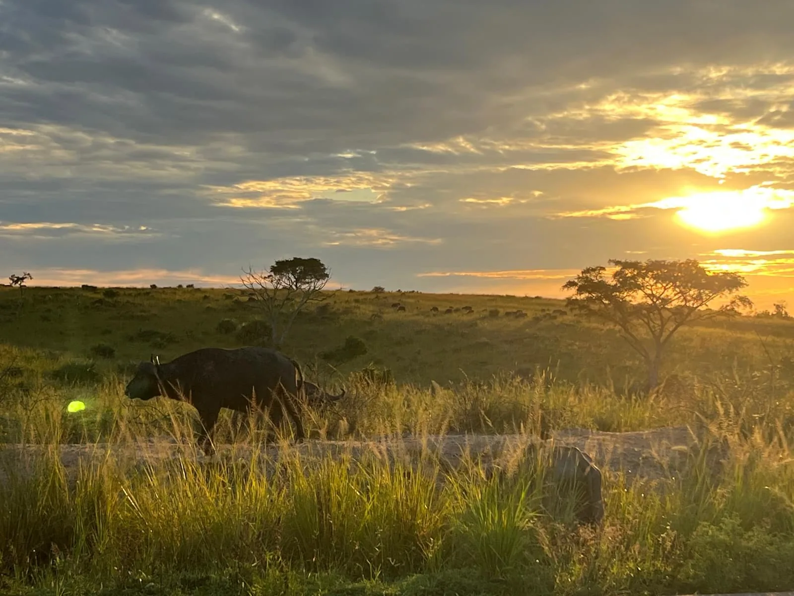 Rhinoceros crossing Uganda's savannah at sunset