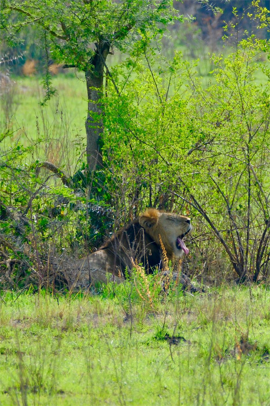 Lion resting in Ishasha during a Uganda honeymoon safari game drive