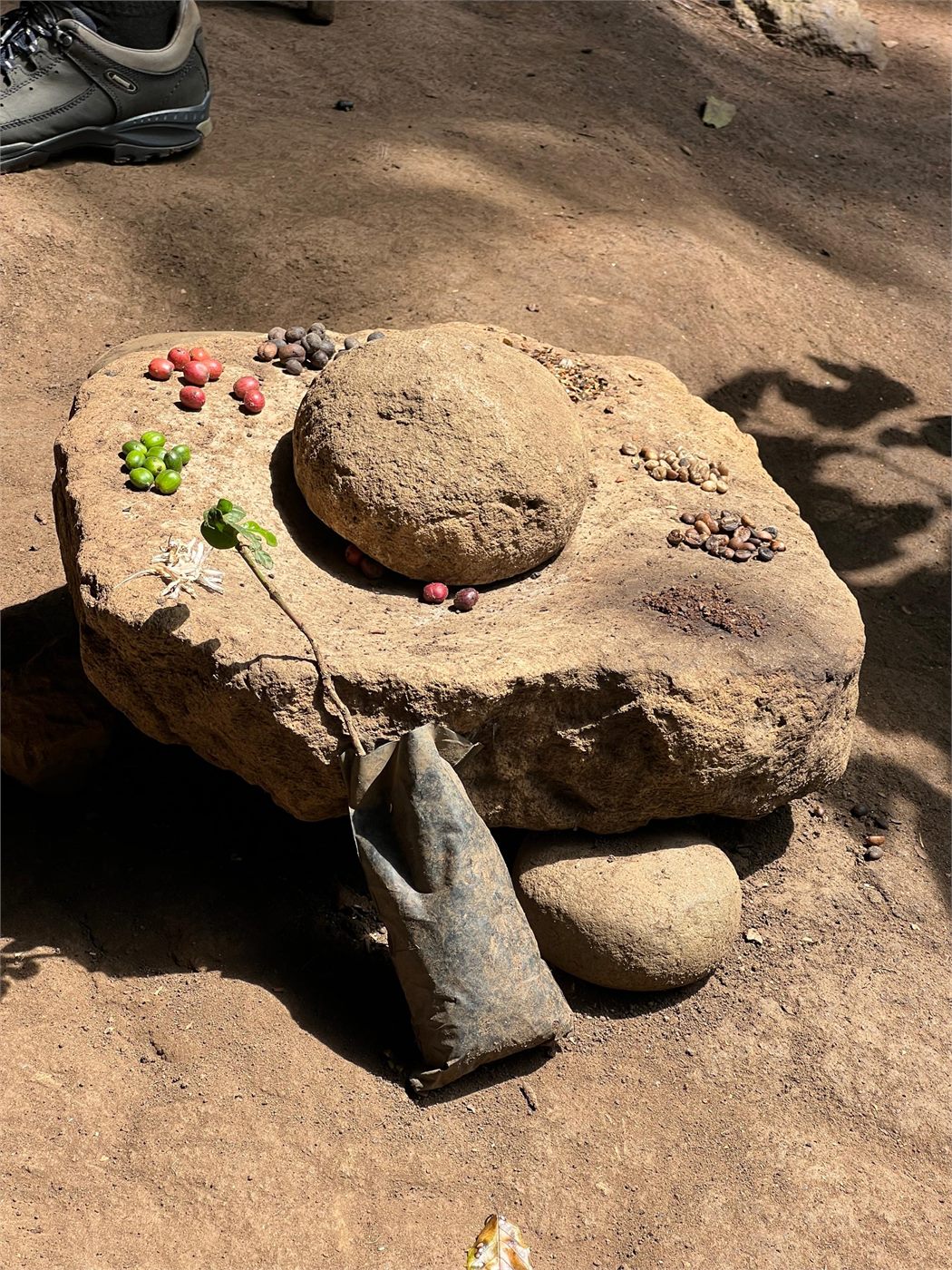 Chimpanzee tracking experience in Kibale Forest National Park, Uganda