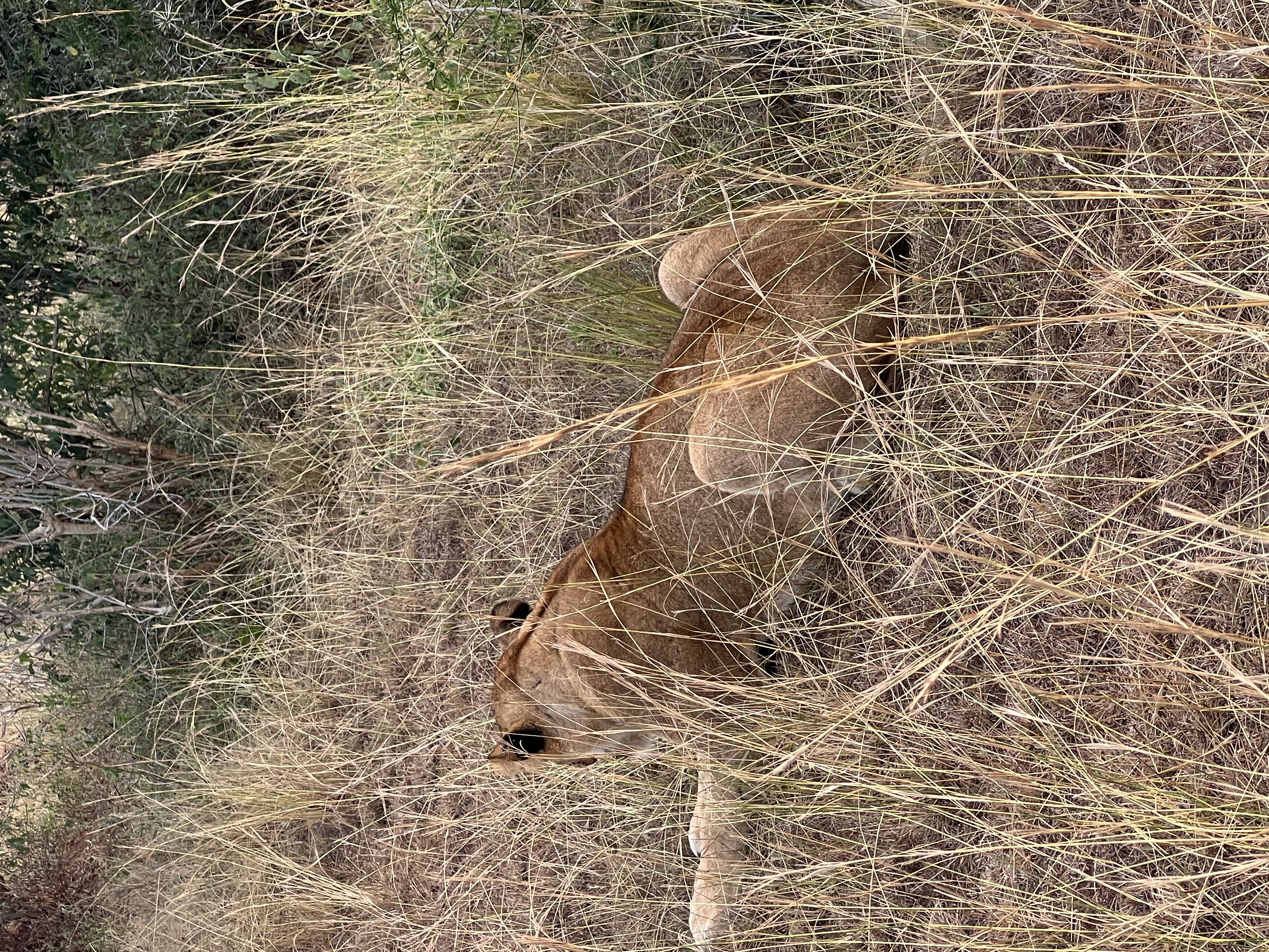 Murchison Falls game drive