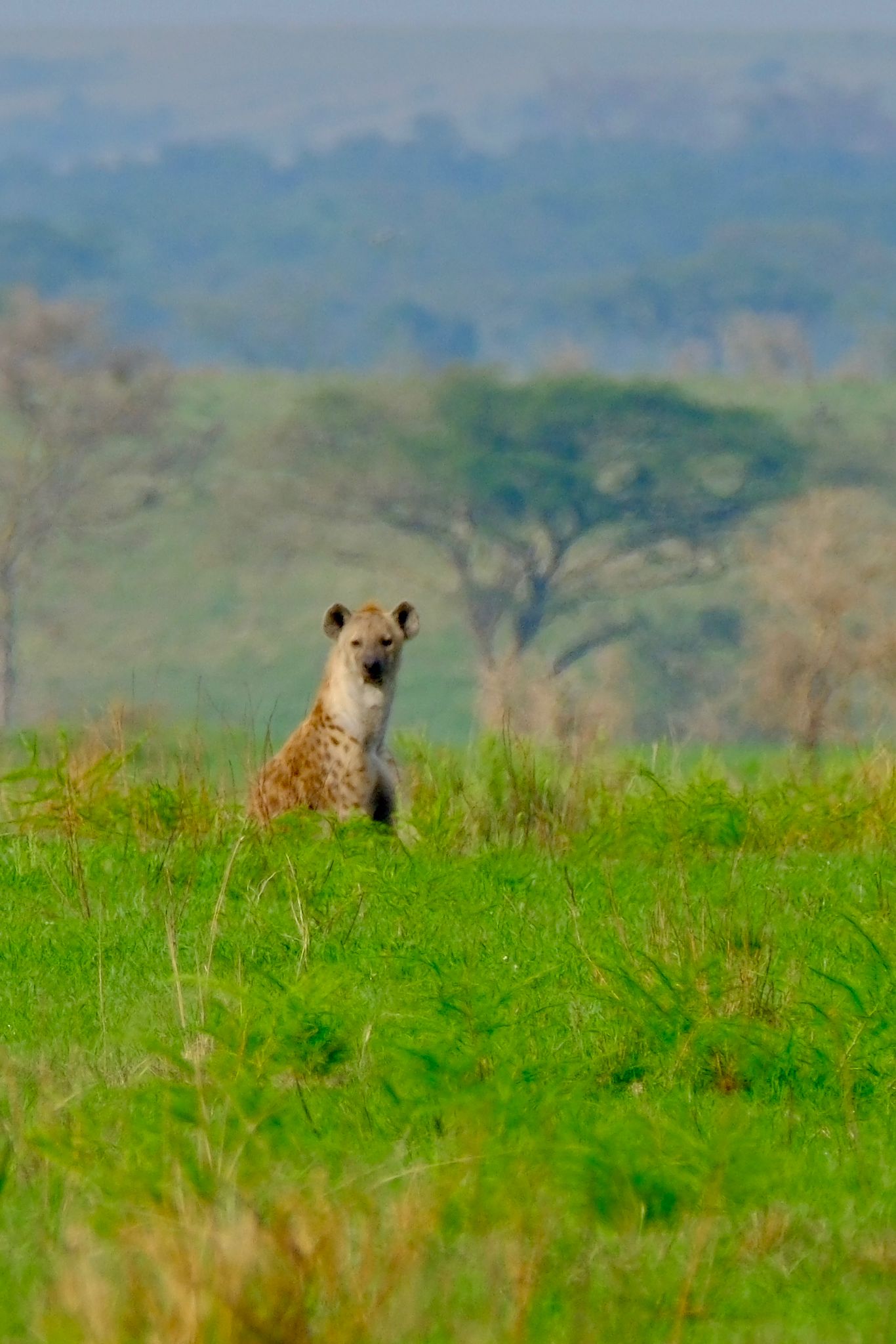Big Five safari in Murchison Falls
