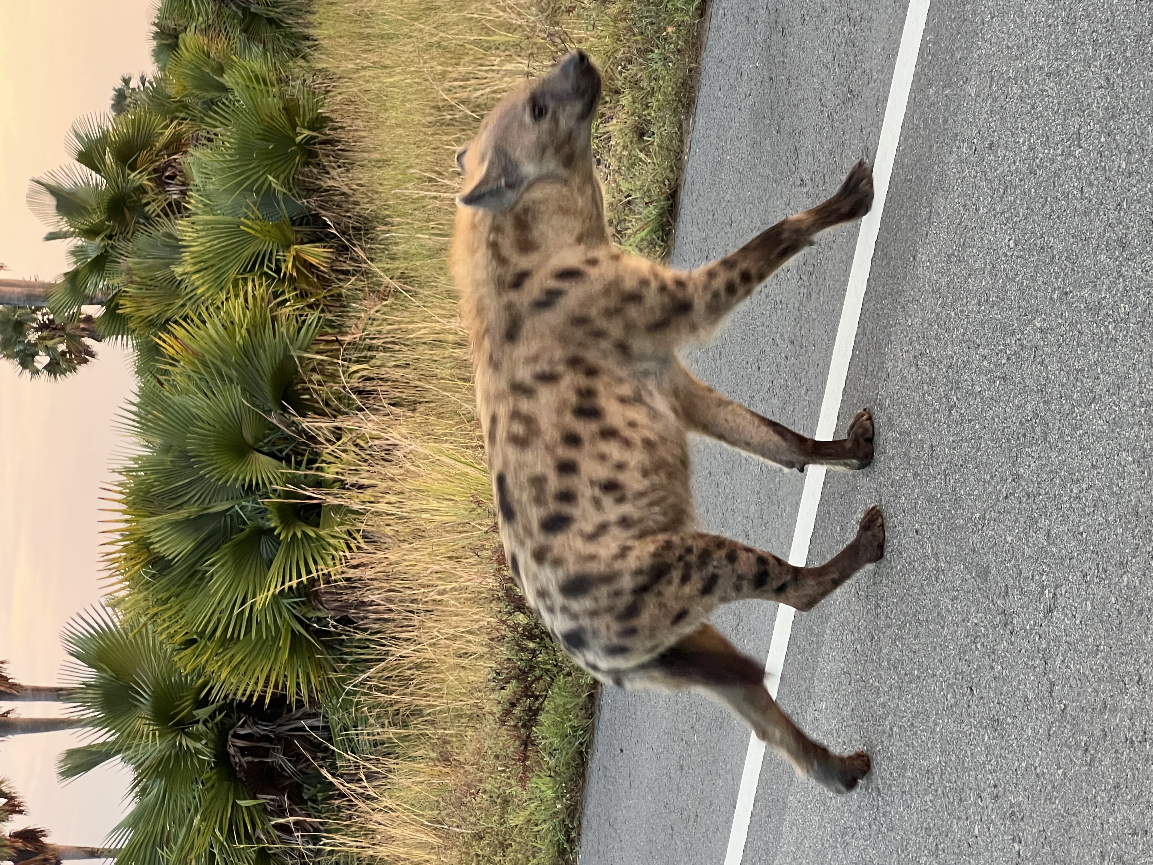 Spotted hyena in Murchison Falls National Park