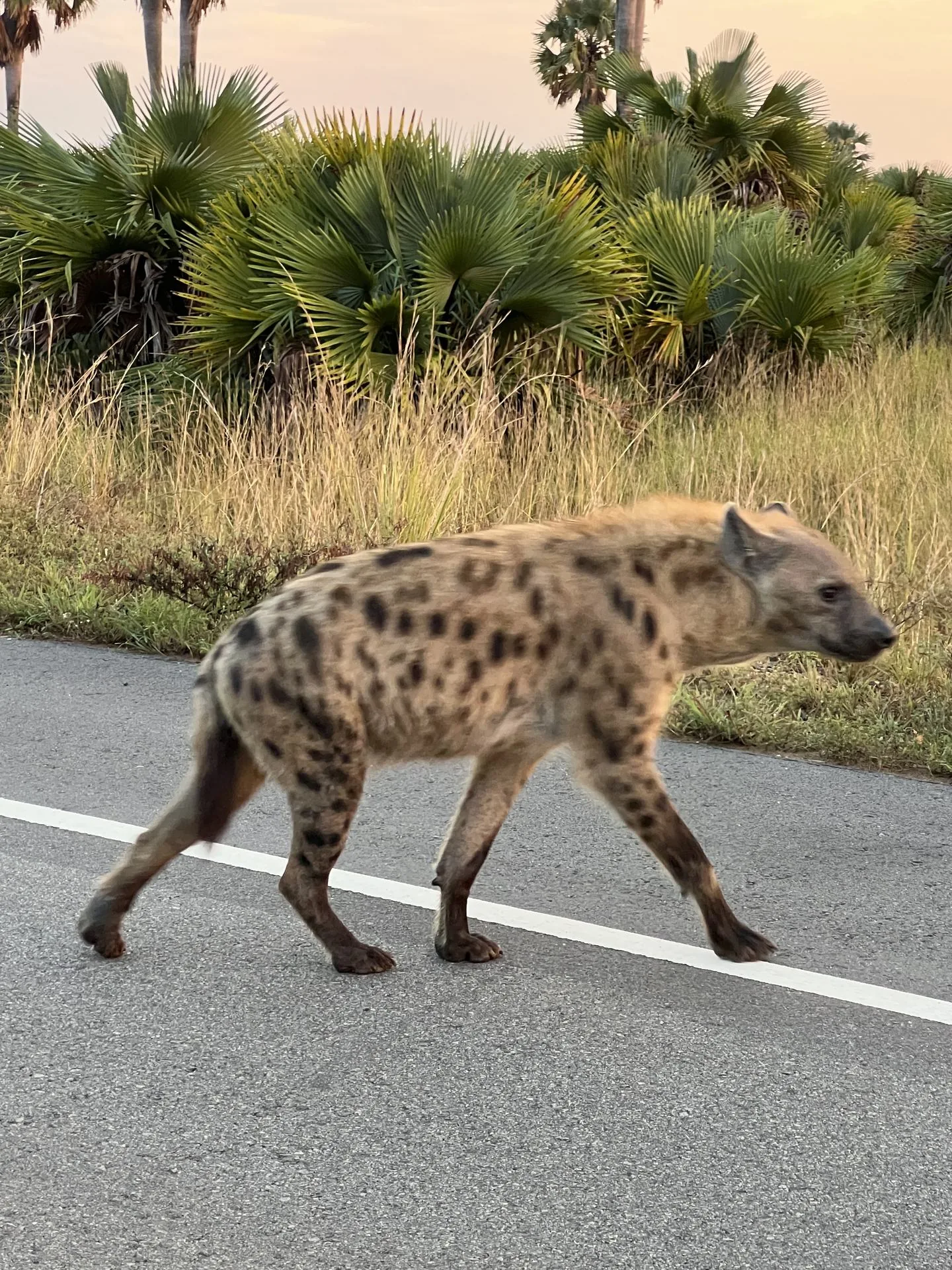 Spotted hyena in Murchison Falls National Park