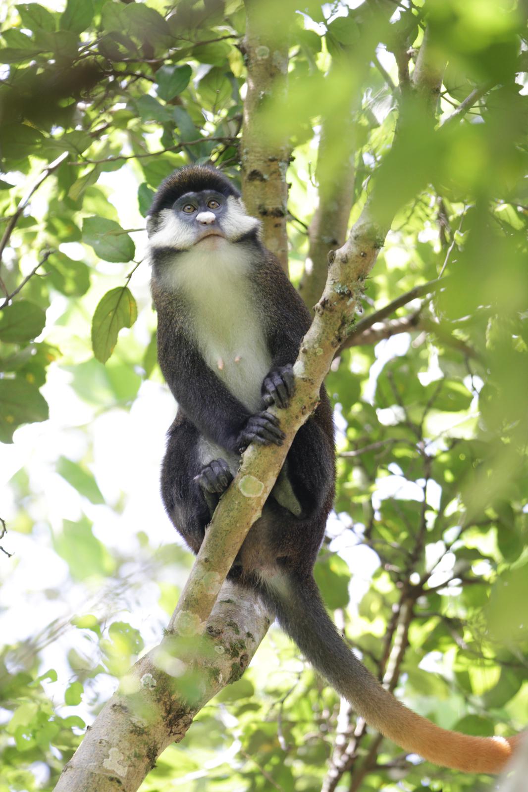 Ishasha sector landscape known for tree-climbing lions in Uganda