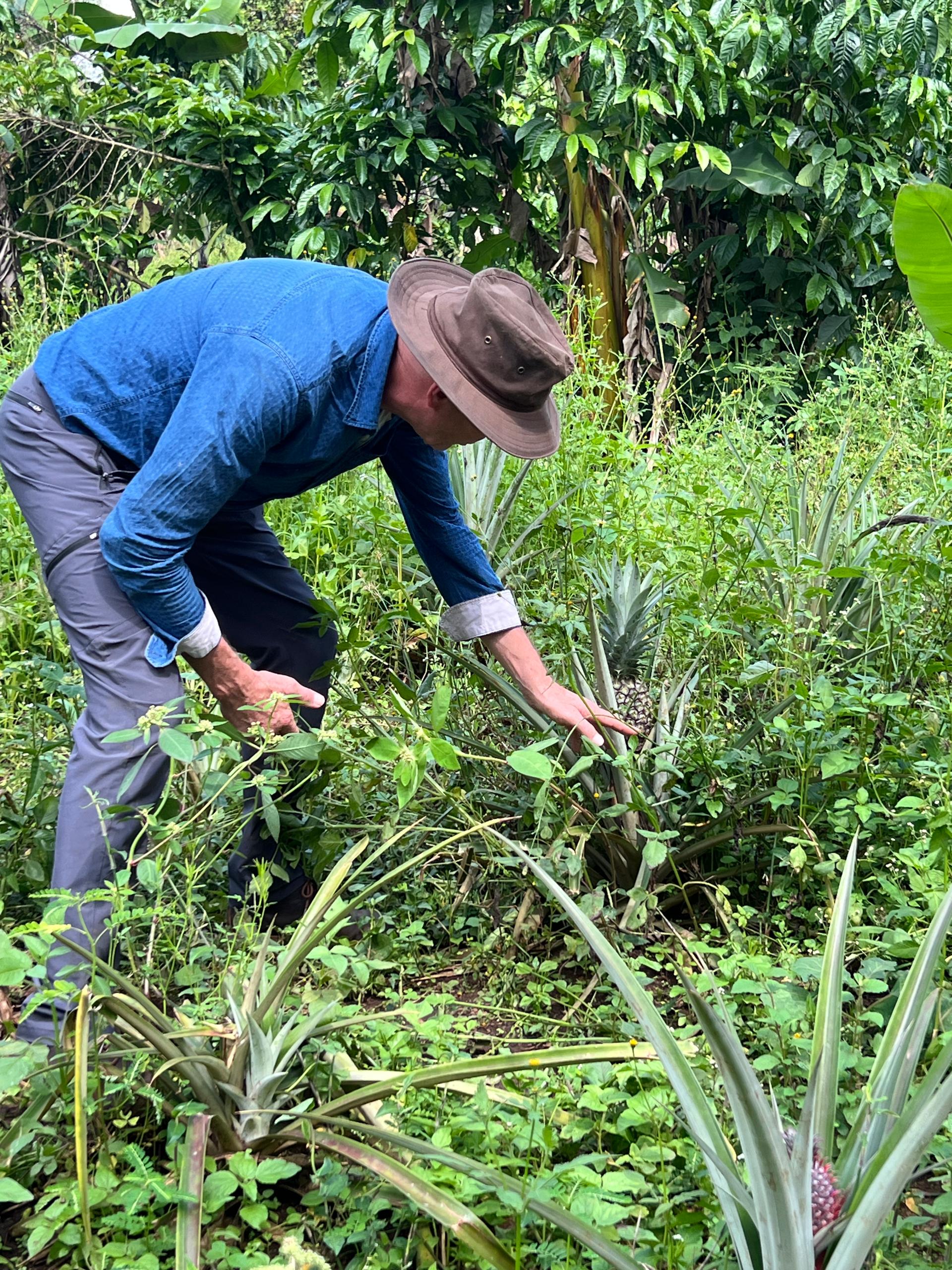 Kibale Forest habitat for chimpanzee tracking in Uganda
