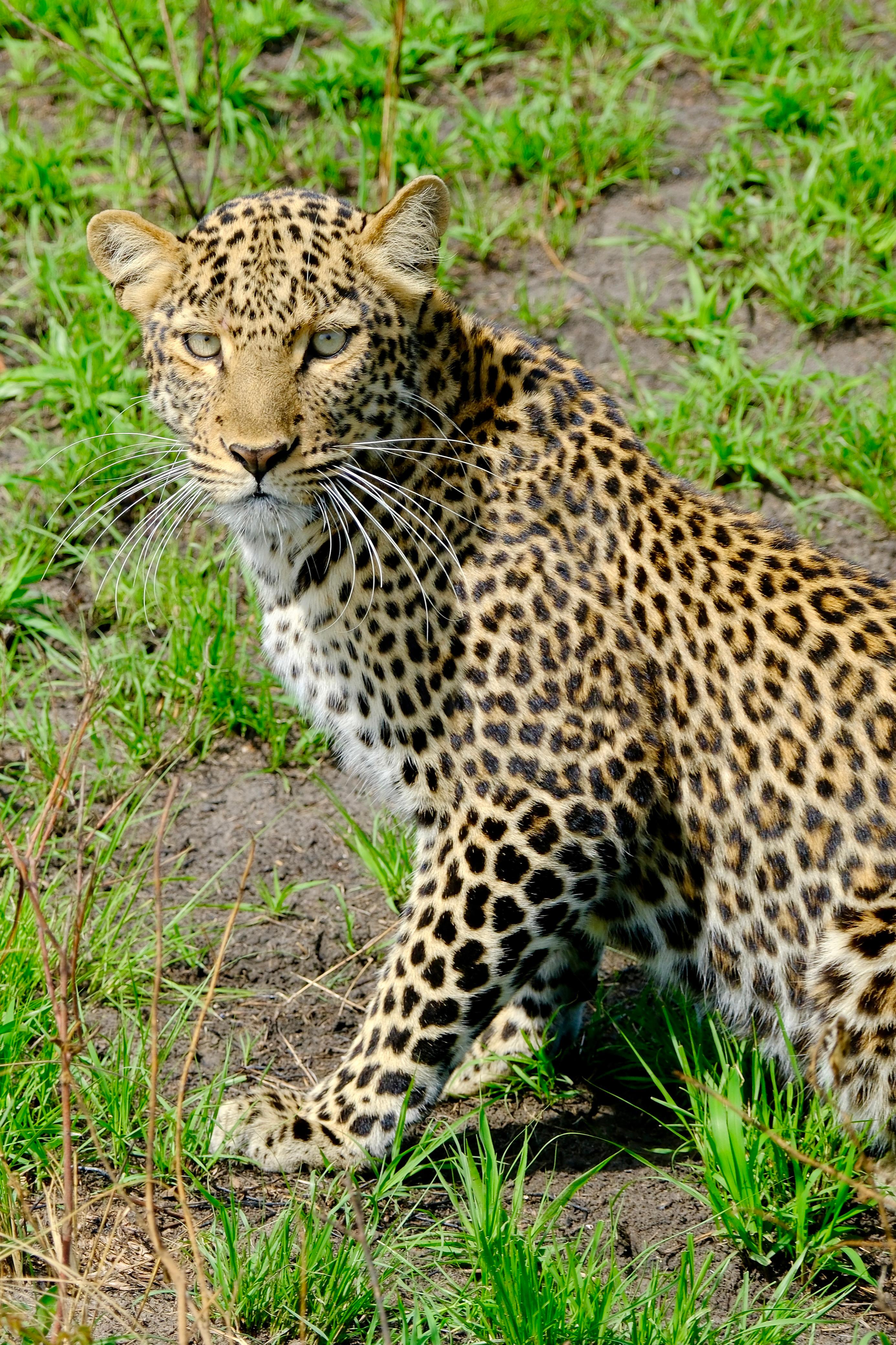 Leopard in Ishasha sector of Queen Elizabeth National Park