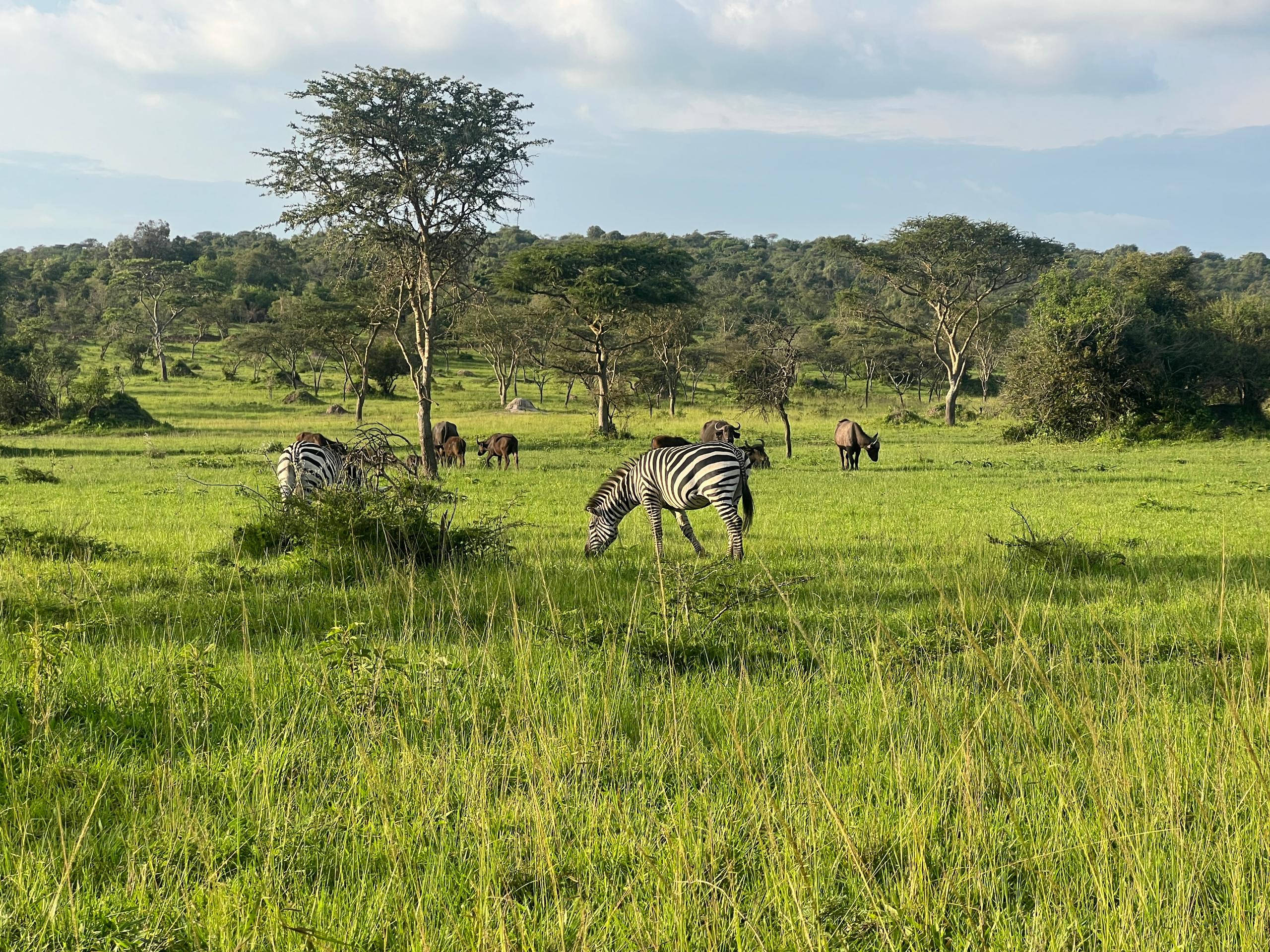 Wildlife landscape in western Uganda on a hiking and safari journey