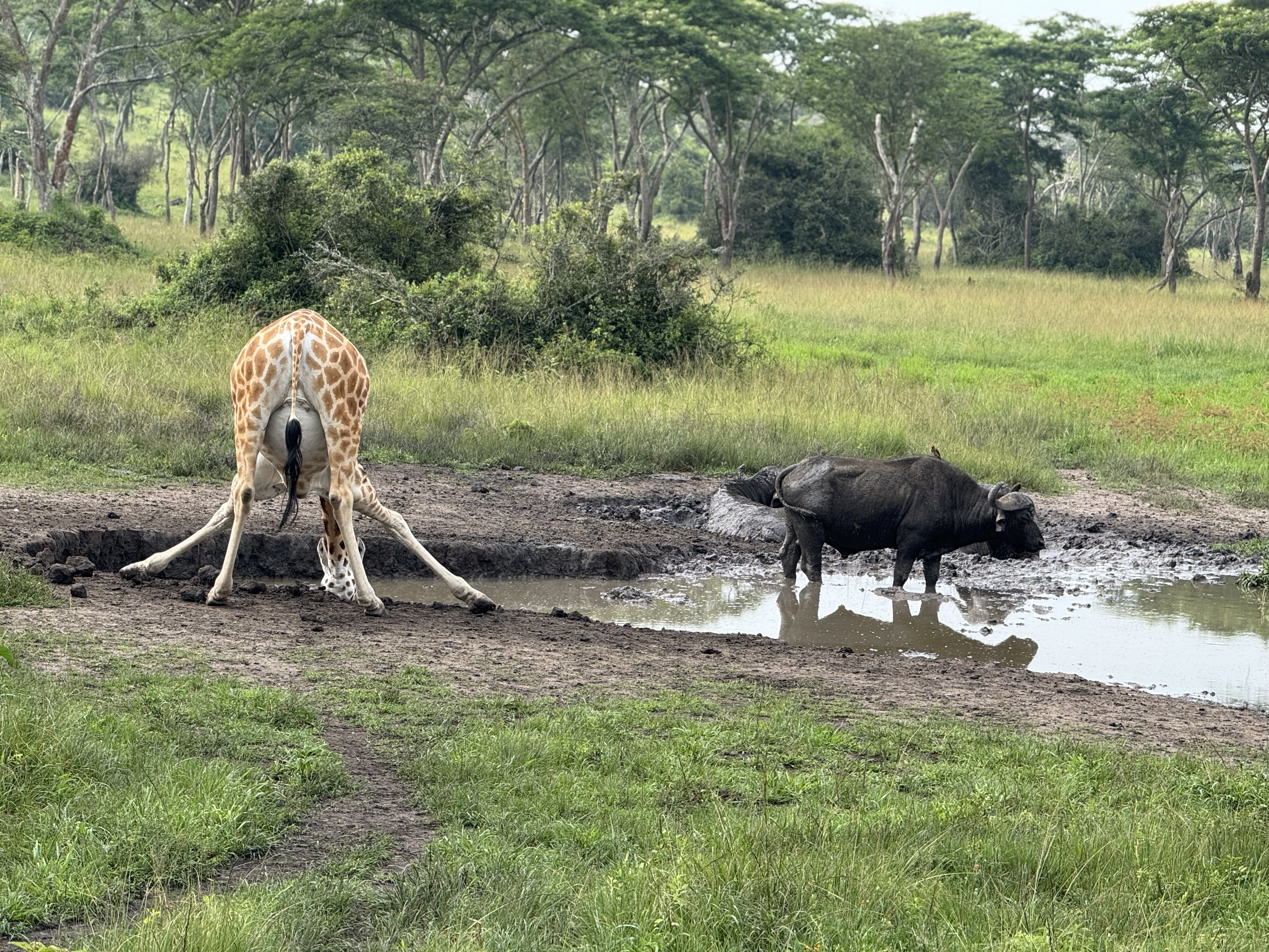Lake Mburo landscape during a Uganda safari extension