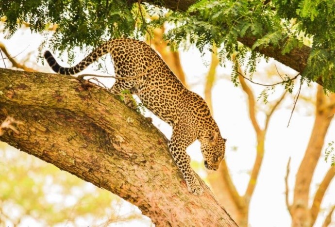 Wildlife in Queen Elizabeth National Park