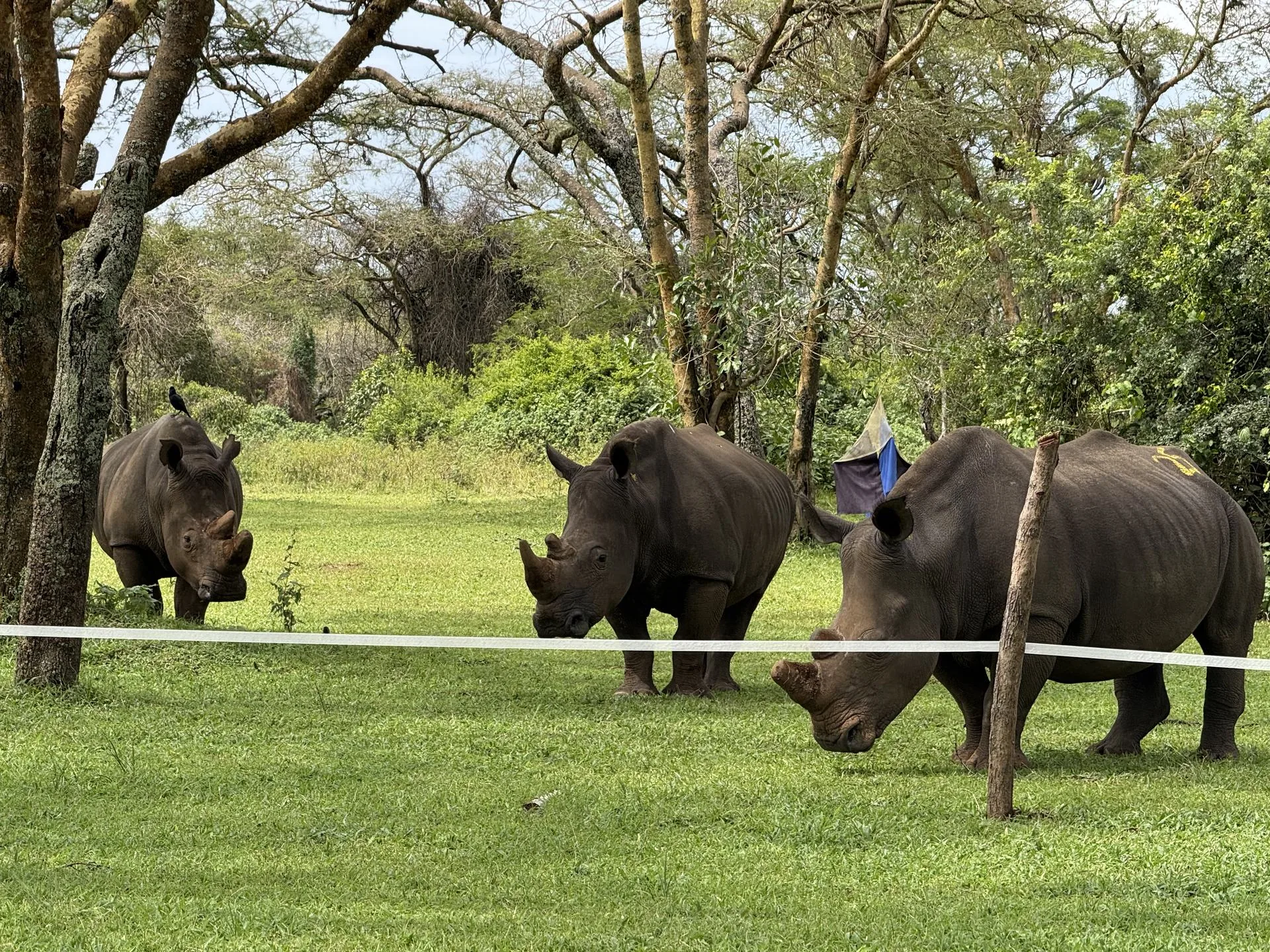 Safari vehicle route through Murchison Falls National Park landscape