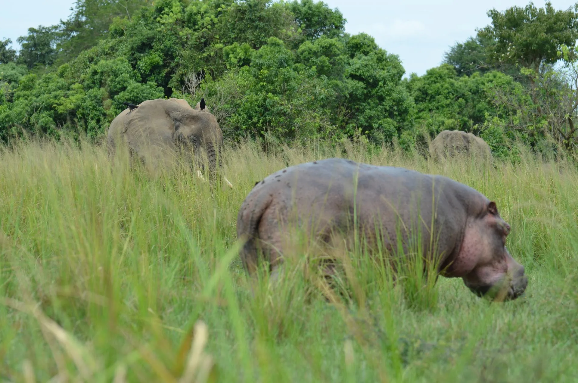 Hippo and elephants sharing open habitat in Murchison Falls National Park