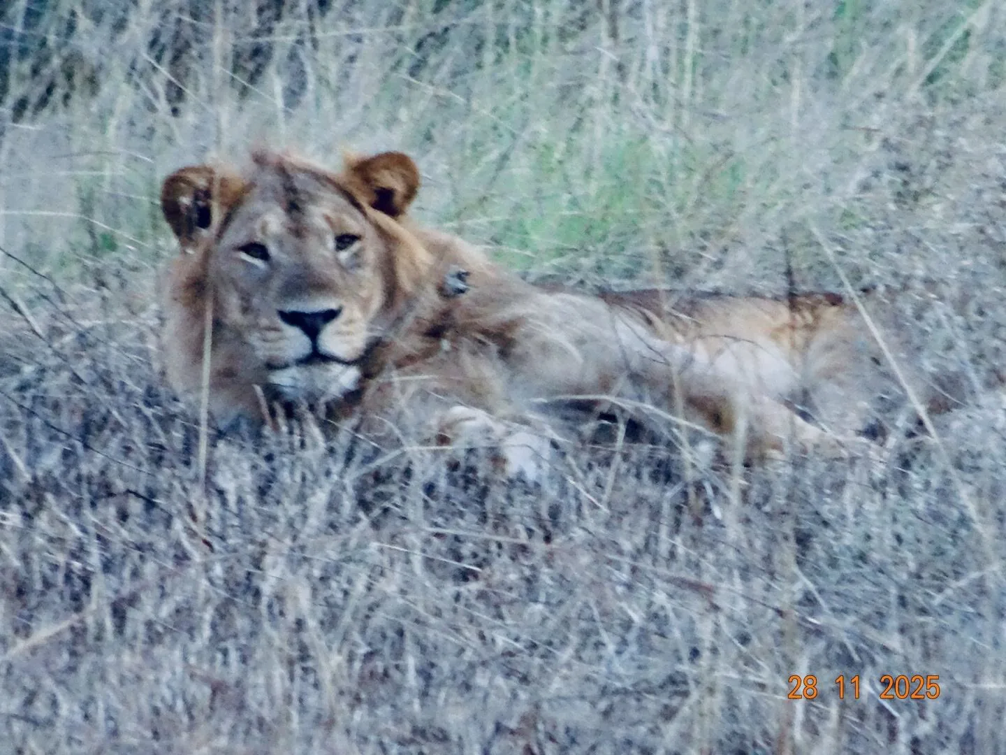 Lion in Murchison Falls National Park during a wildlife safari