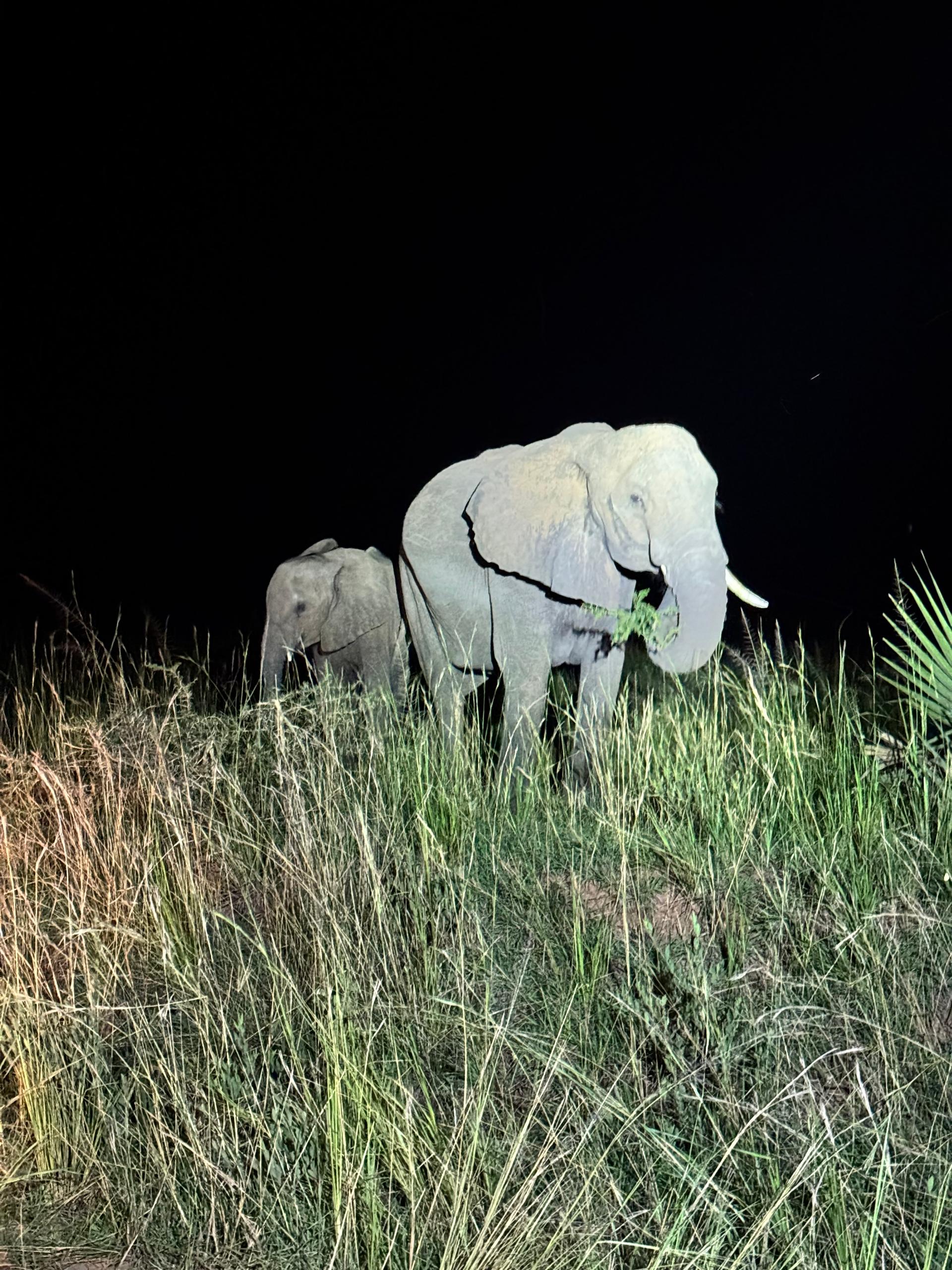 Elephant family encountered during a night game drive in Uganda