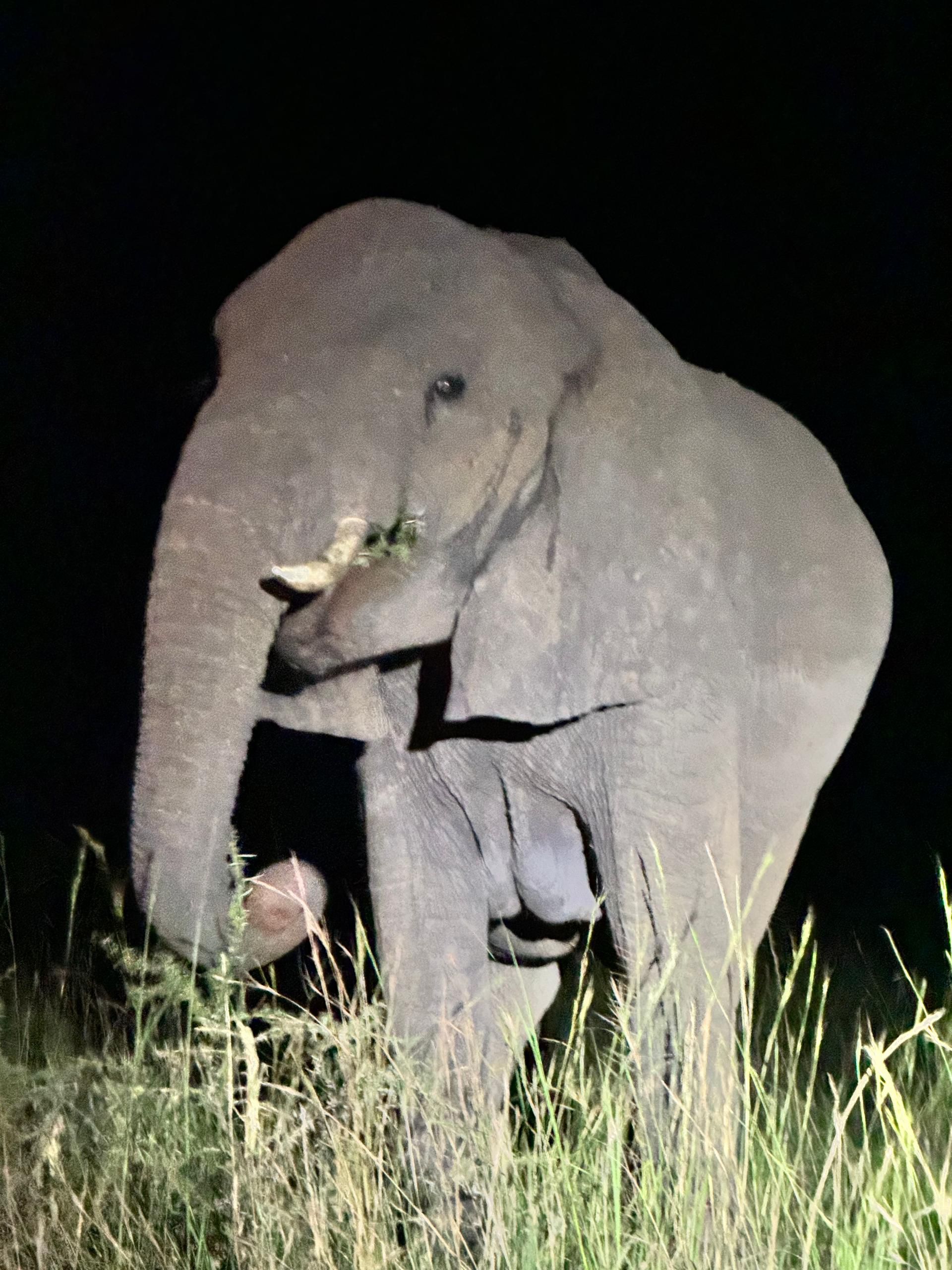 Elephant seen after sunset on a Uganda safari