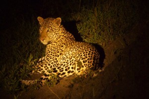 Leopard encountered on a Uganda night game drive