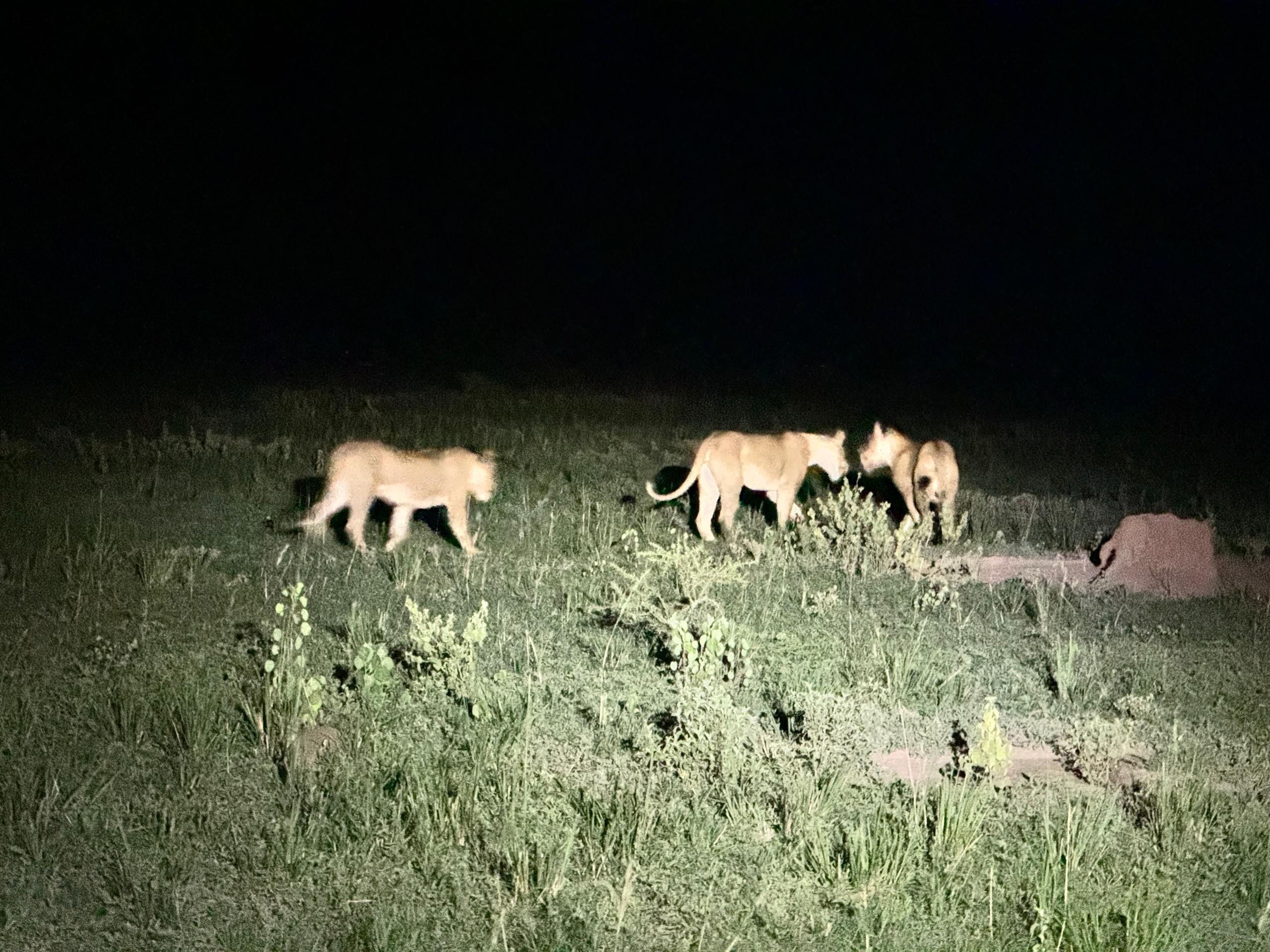 Lion pride resting together during a Uganda night game drive