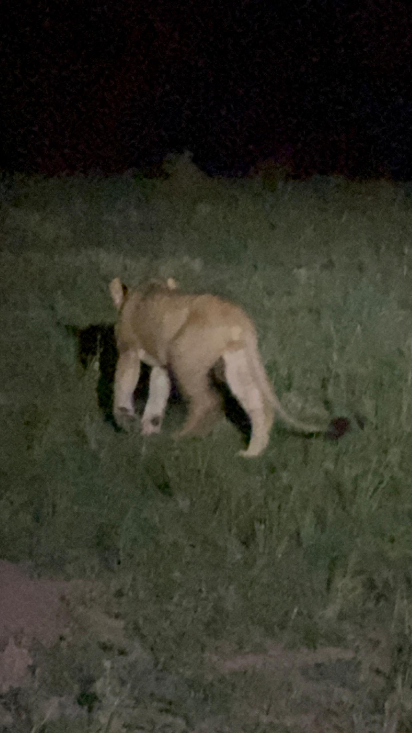 Lion seen during a night game drive in Uganda