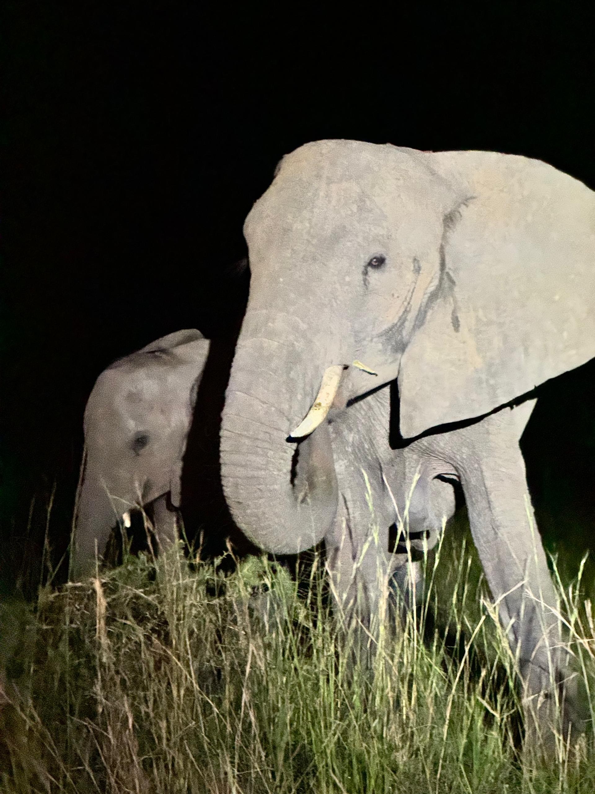 Mother elephant during a night game drive in Uganda