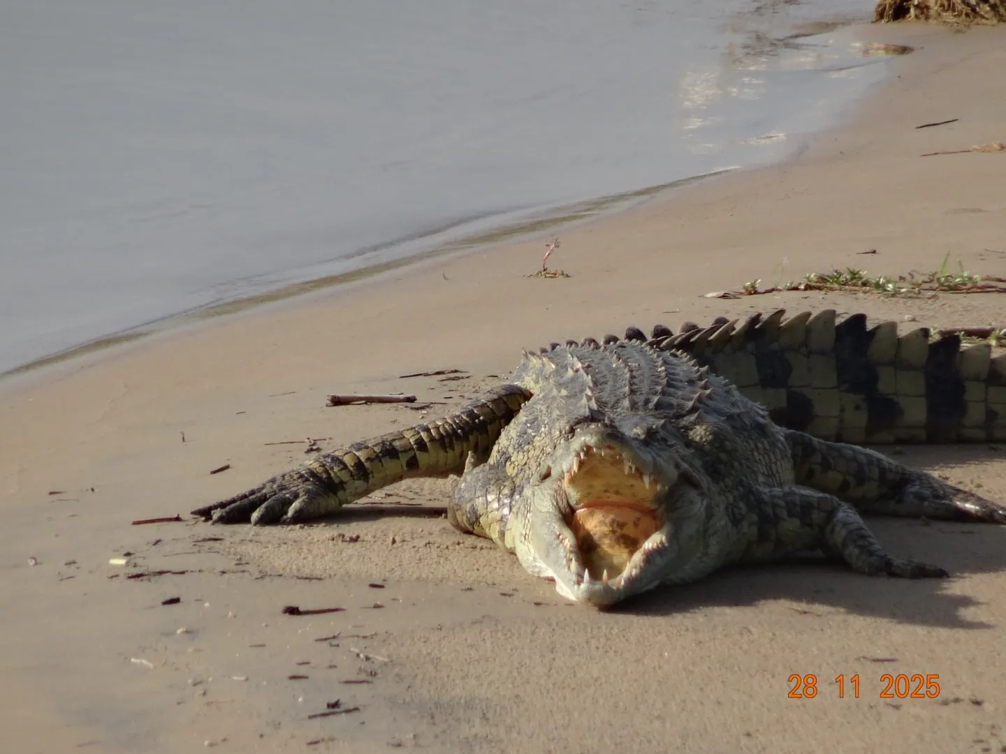 Nile crocodile seen during a Murchison Falls boat safari