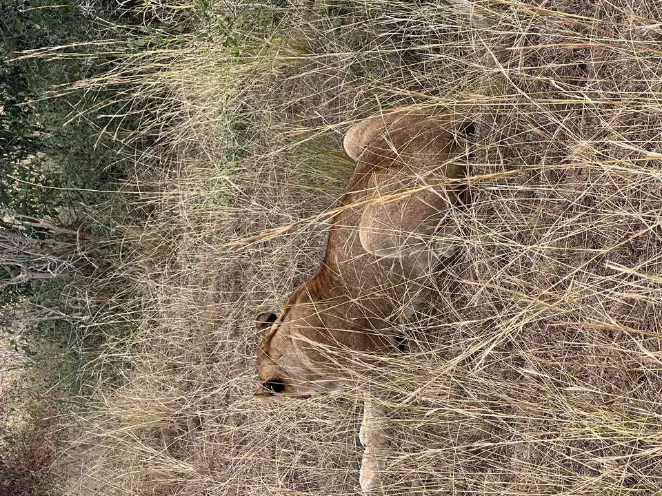Murchison Falls game drive